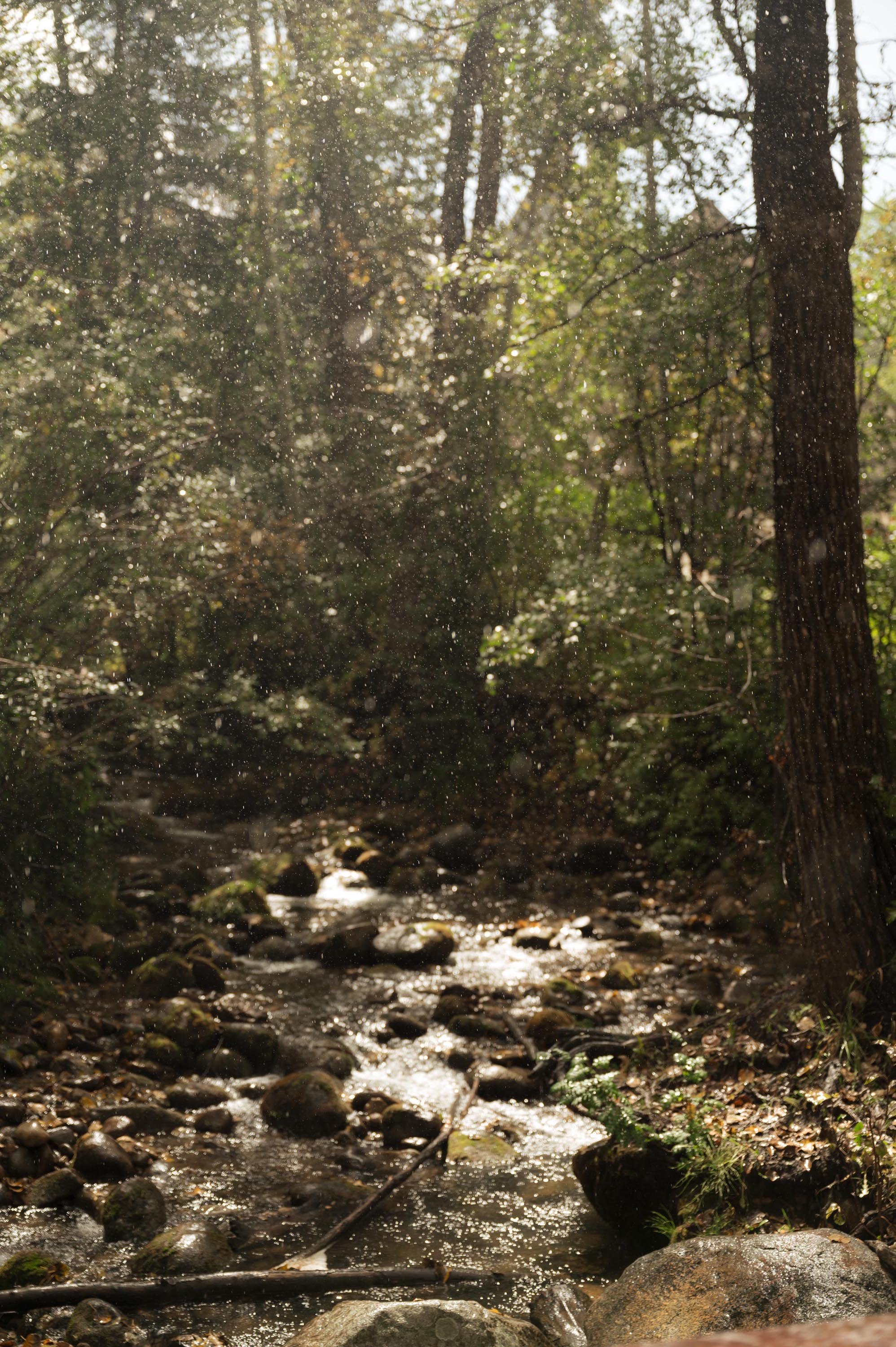 a forest close to a wedding ceremony in beaver creek colorado