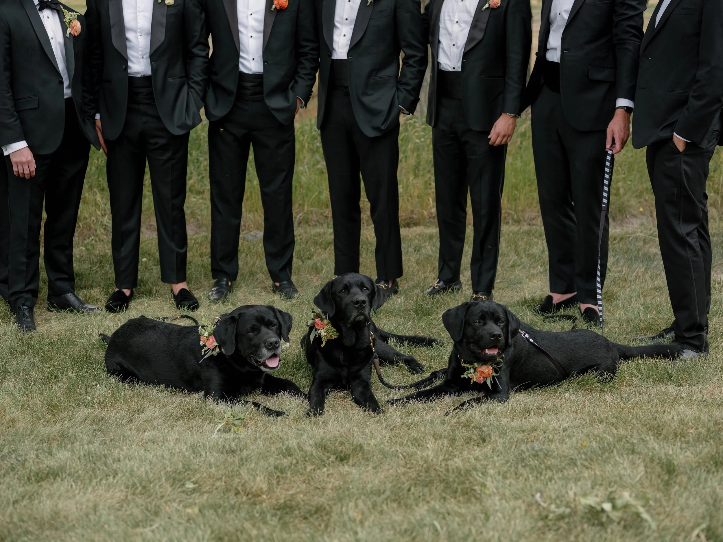 a group of groomsmen posing with three black labradors