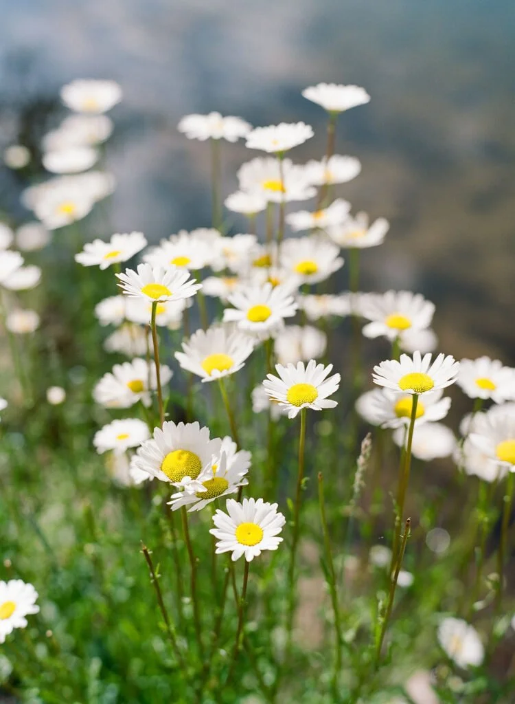 Close-up of white daisies in sunlight, inspiring eco-friendly wedding tips with seasonal, locally grown flowers.