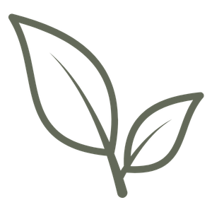 Botanical leaf illustration