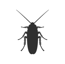 Silhouette of a beetle viewed from the top. Pest control species.