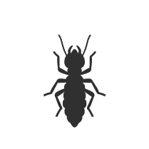 Silhouette of a small insect, possibly a beetle or ant, with detailed antennae and legs. Pest control species.