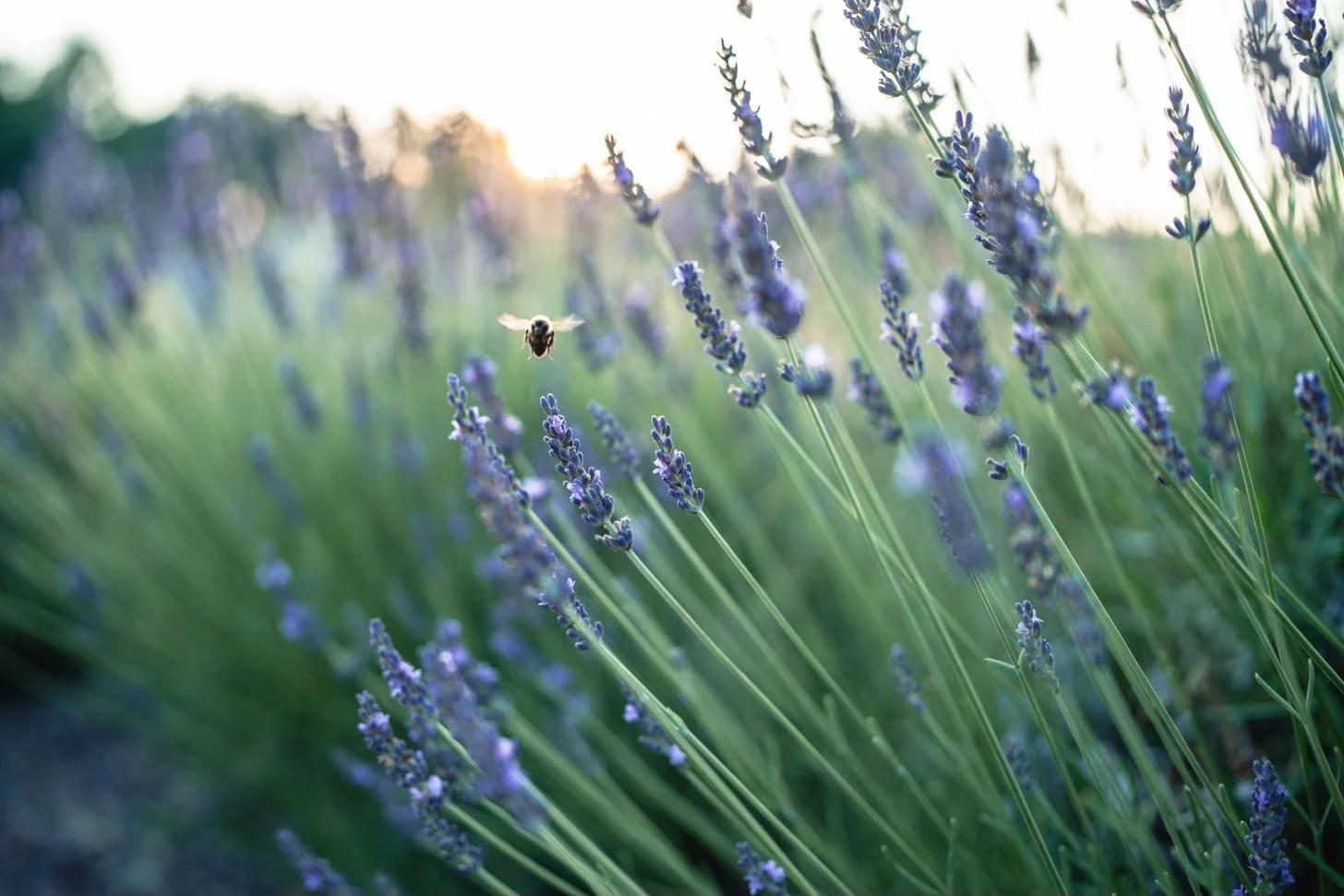 what if we embraced cross-pollination?