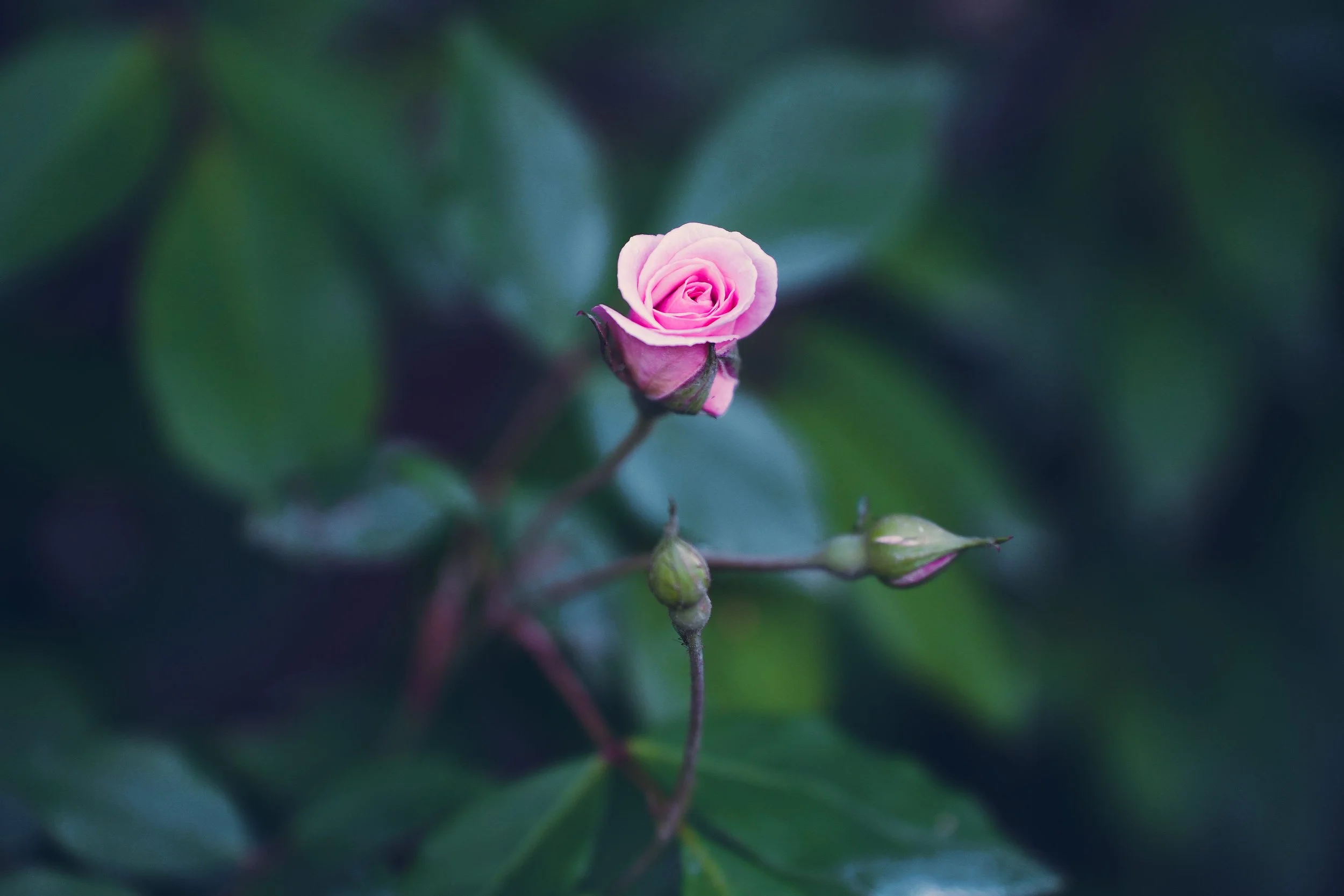 roses, thorns, and buds: reflections on the first year of the marigold effect