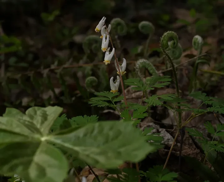 dutchman's breeches