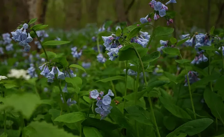 virginia bluebells