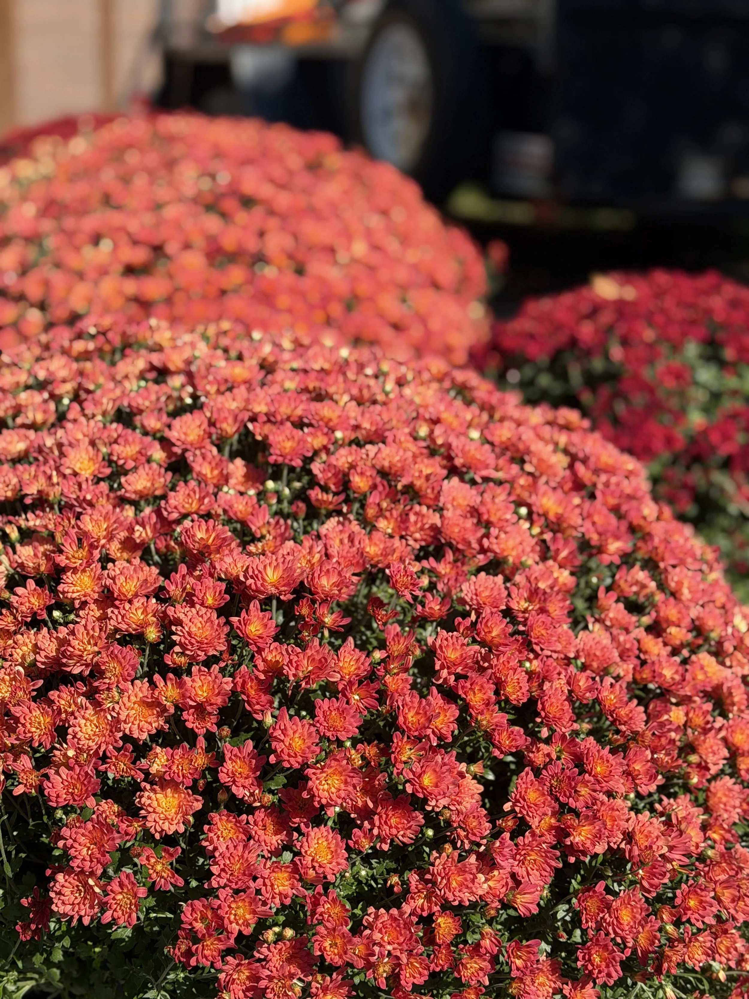 2 Large Mums
