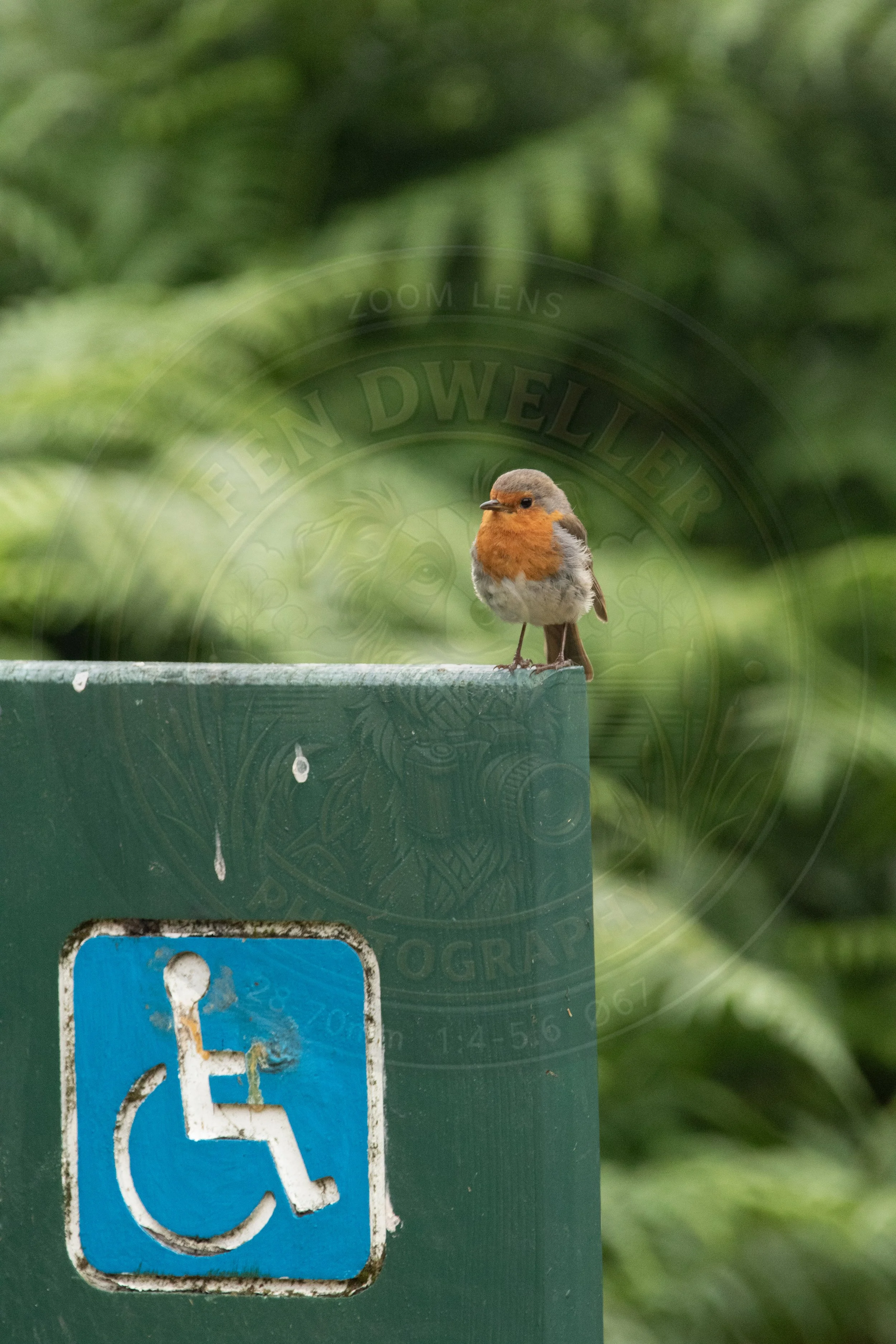 Robin