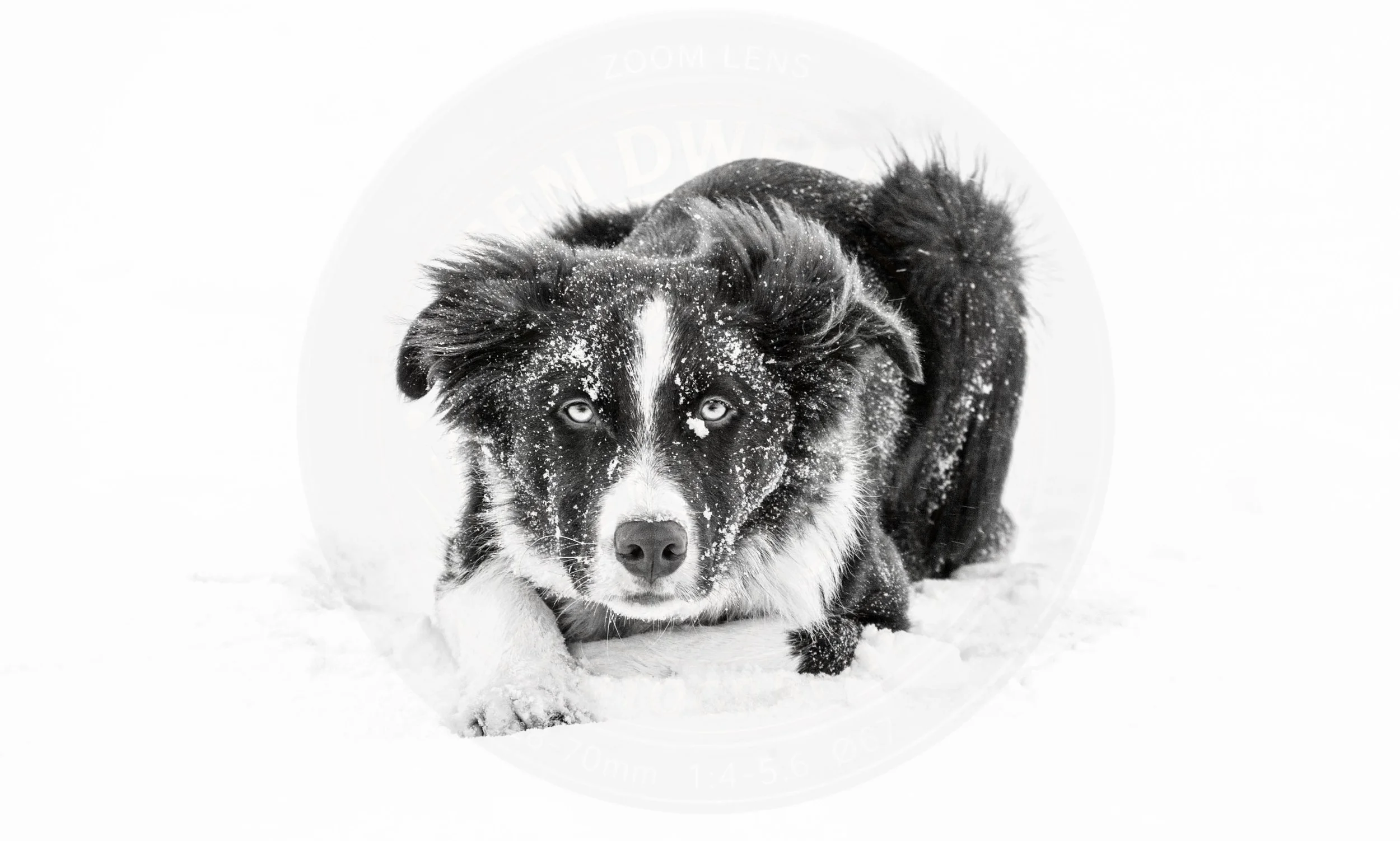 Snow Pup