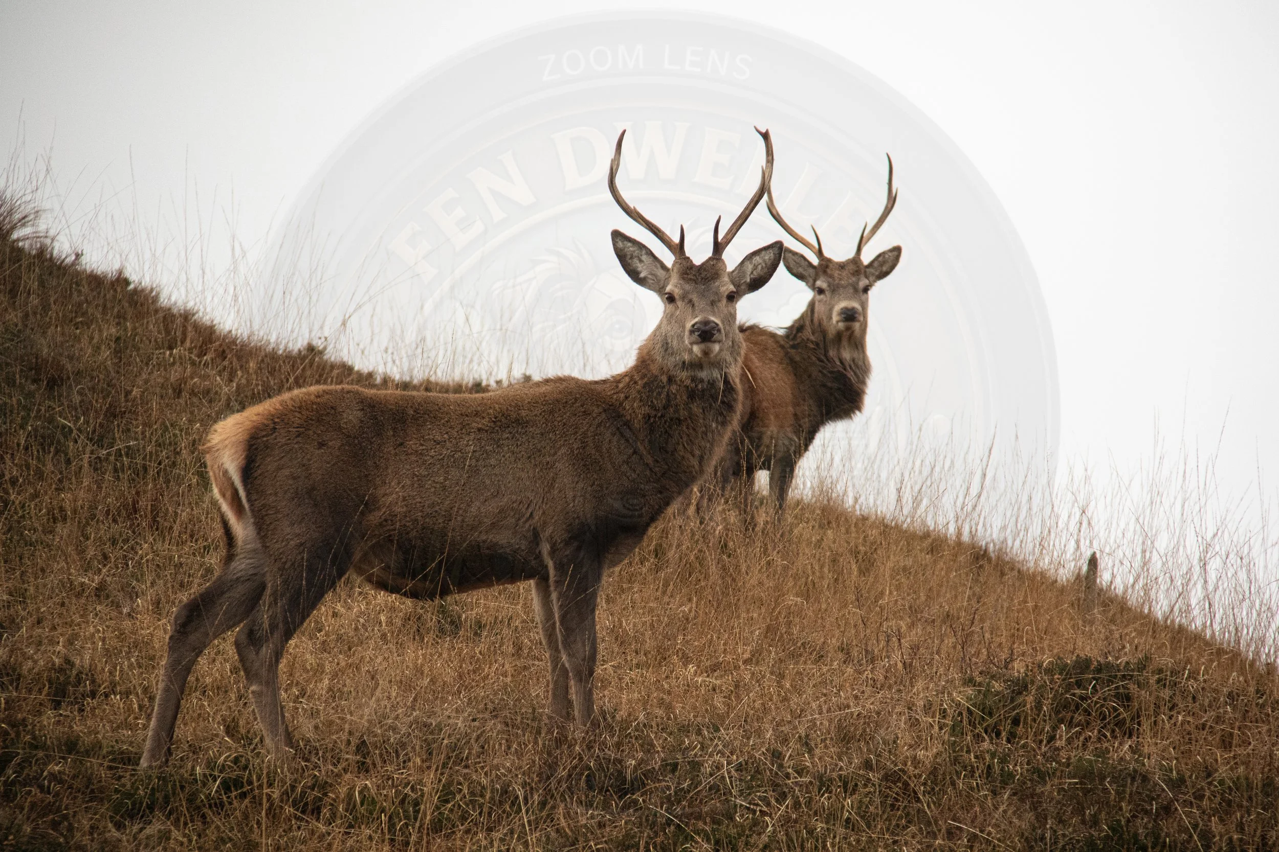 Immature Stags