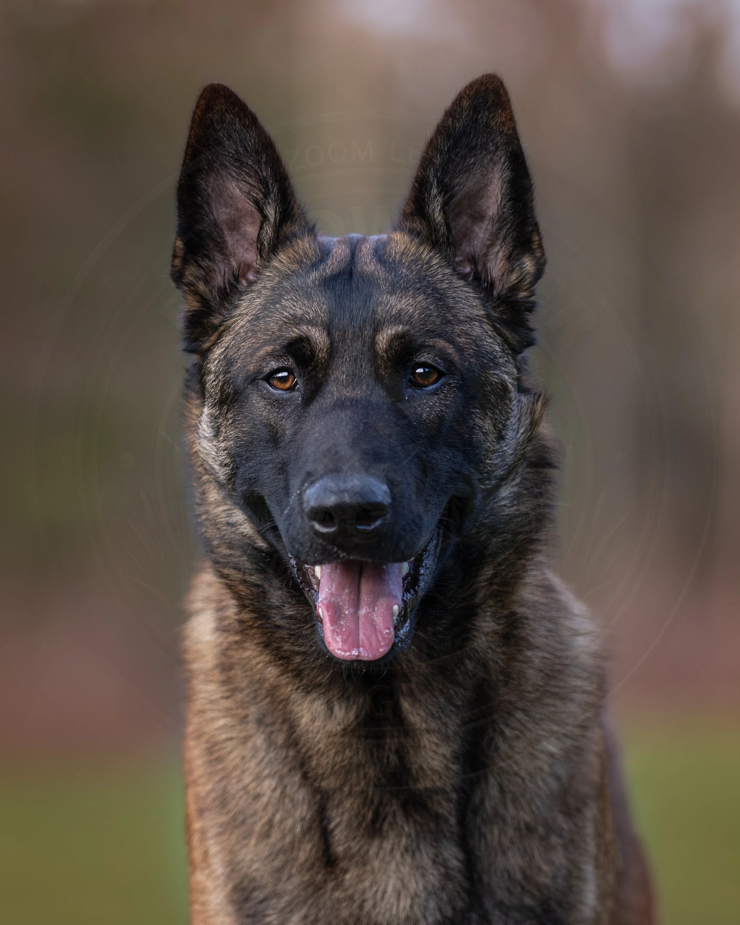 Malinois 2.jpg