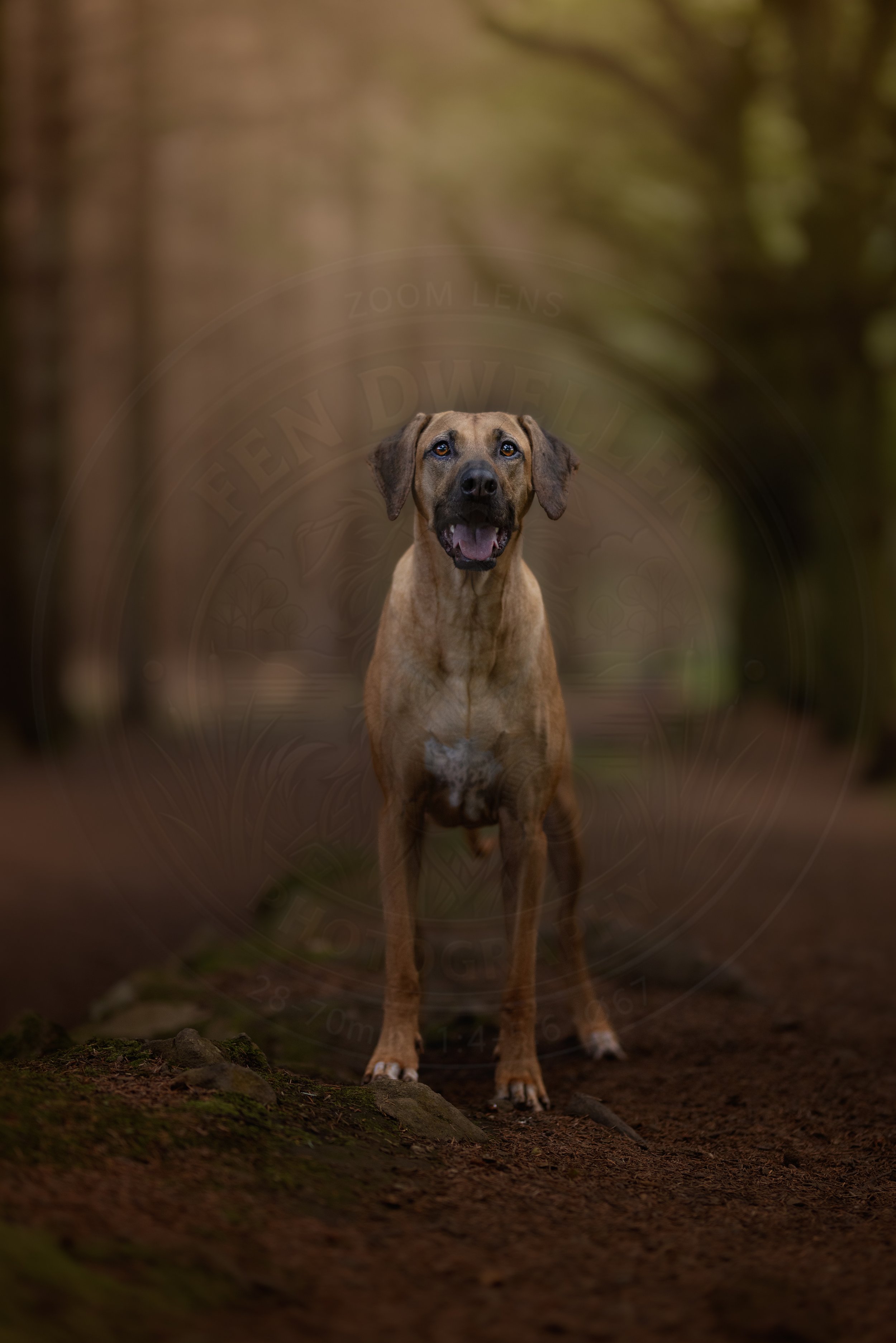 Woodland Ridgeback