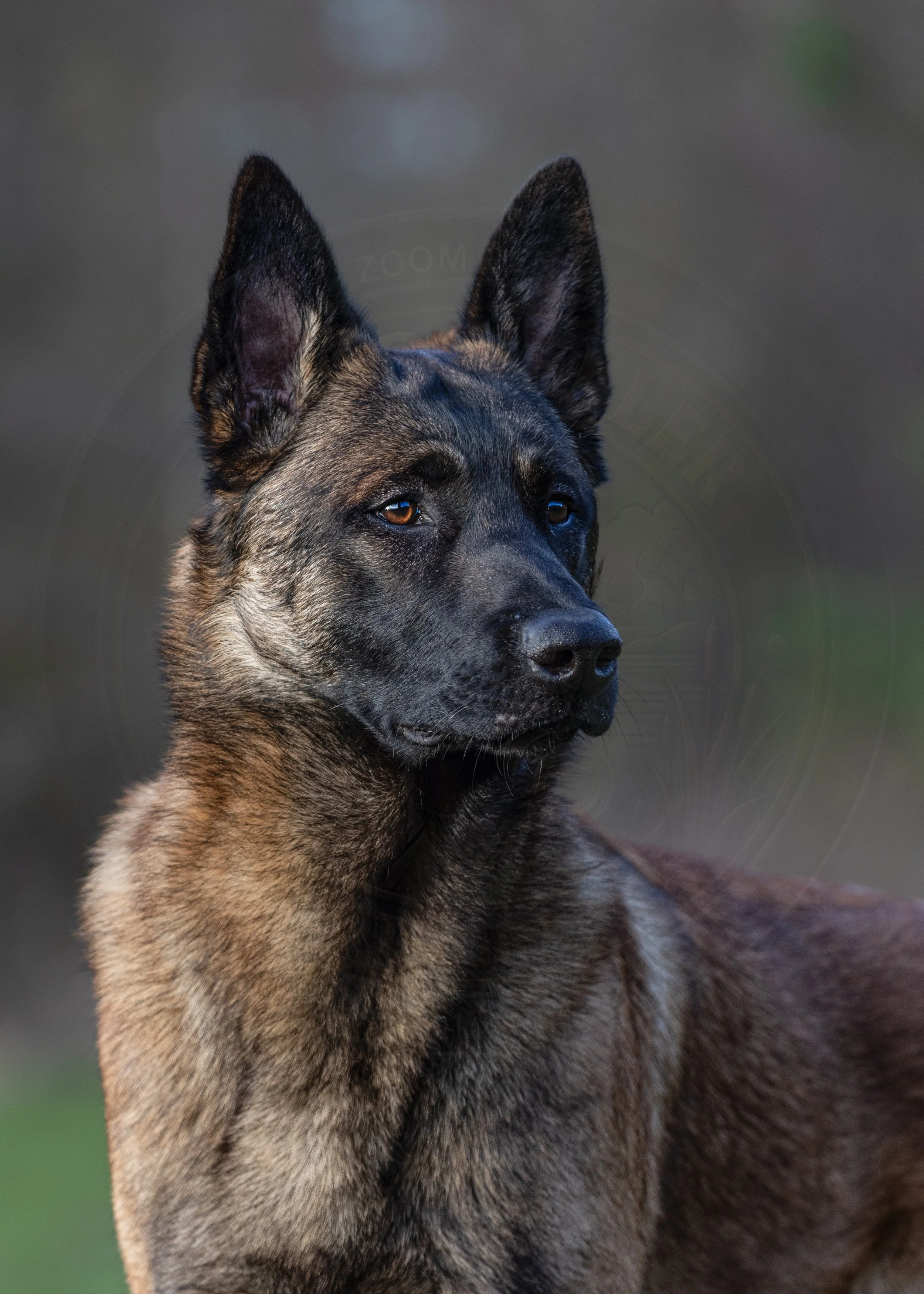 Malinois 4.jpg