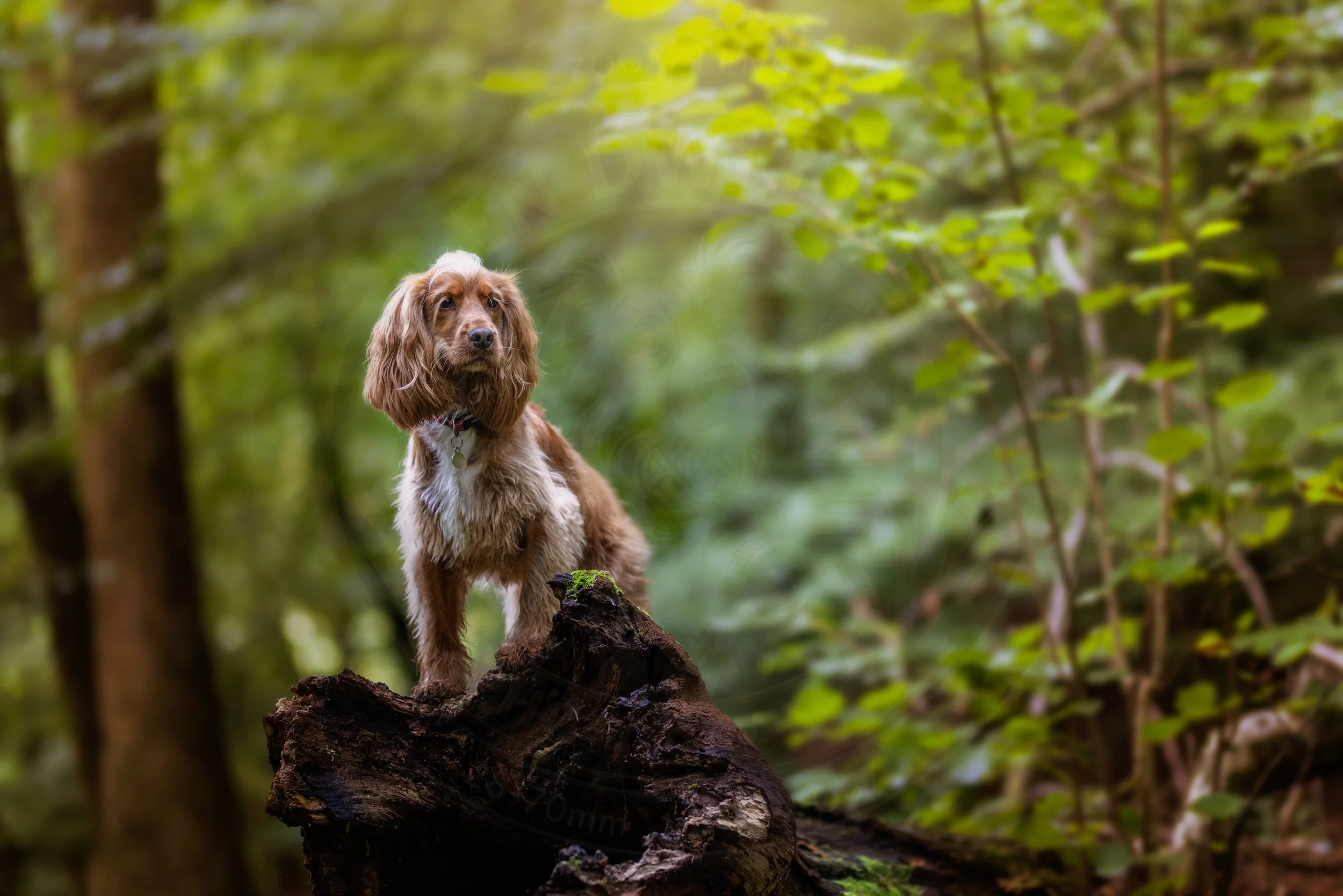 Forest Spaniel