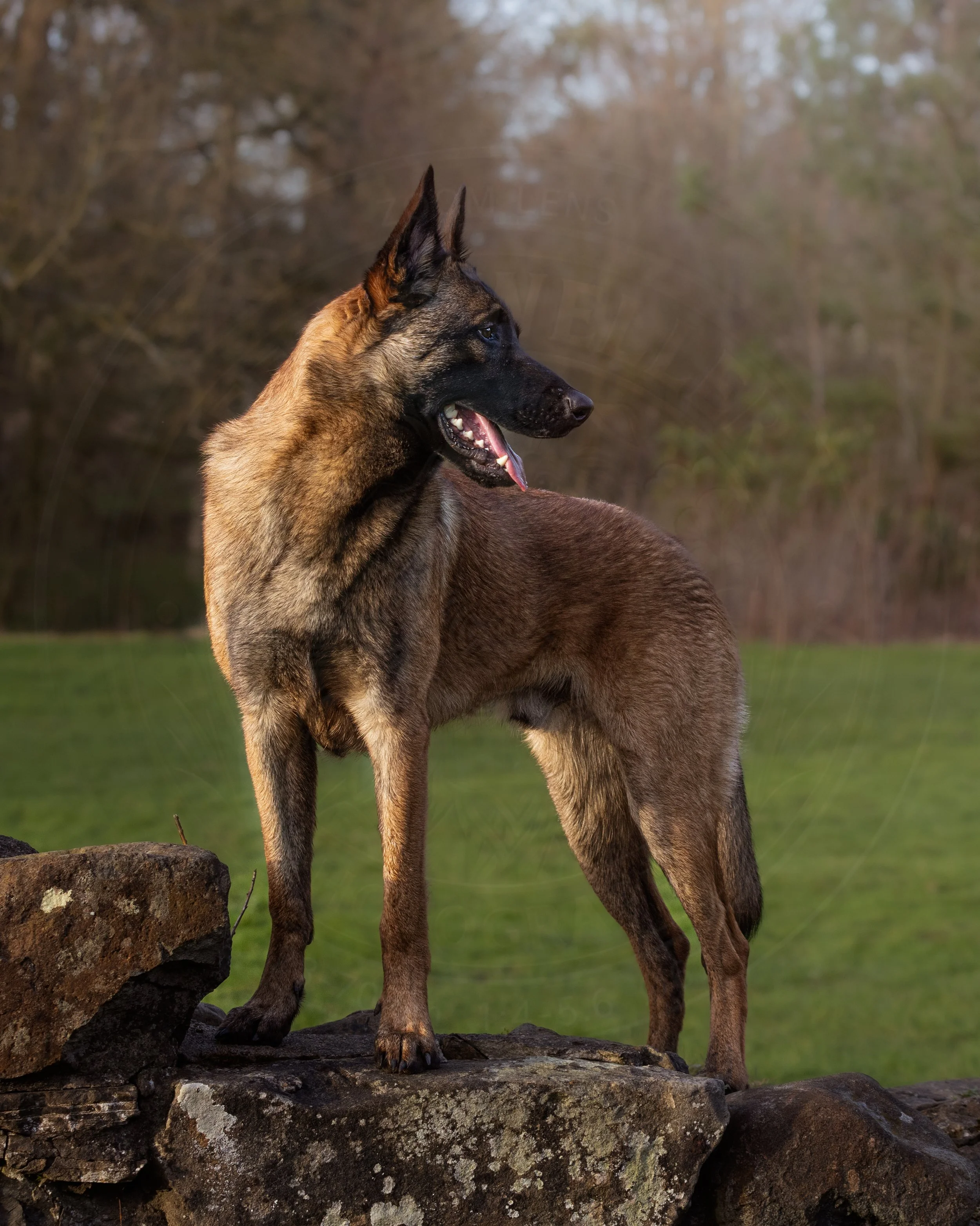 Malinois 3.jpg