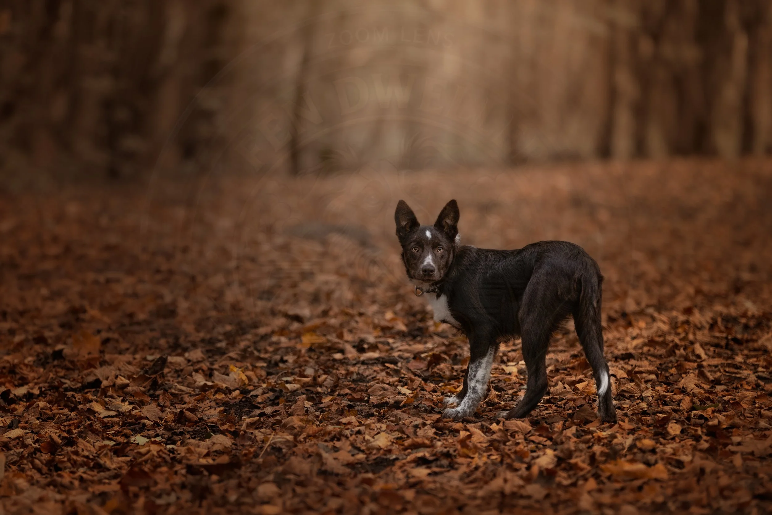 20241013-_N3A2792-Edit-Enhanced-SR.jpg