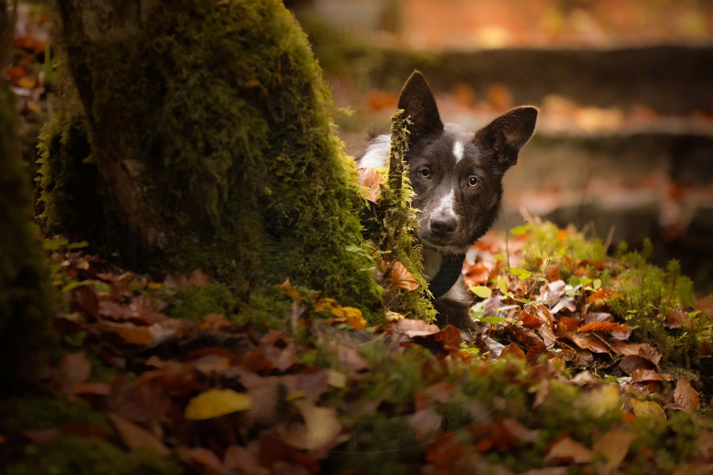 20241027-_N3A3057-Edit-Enhanced-SR.jpg