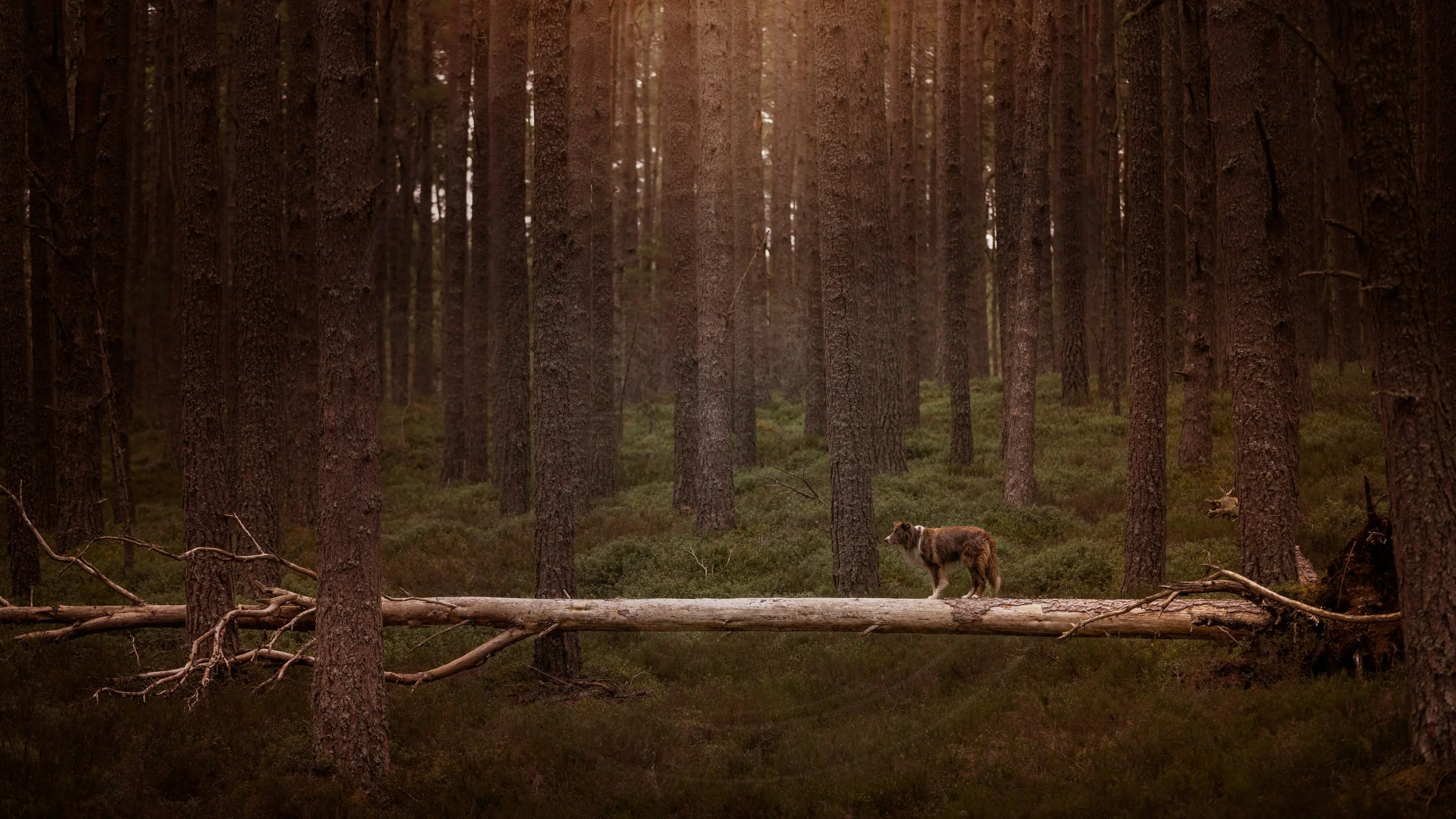 Tree Balance