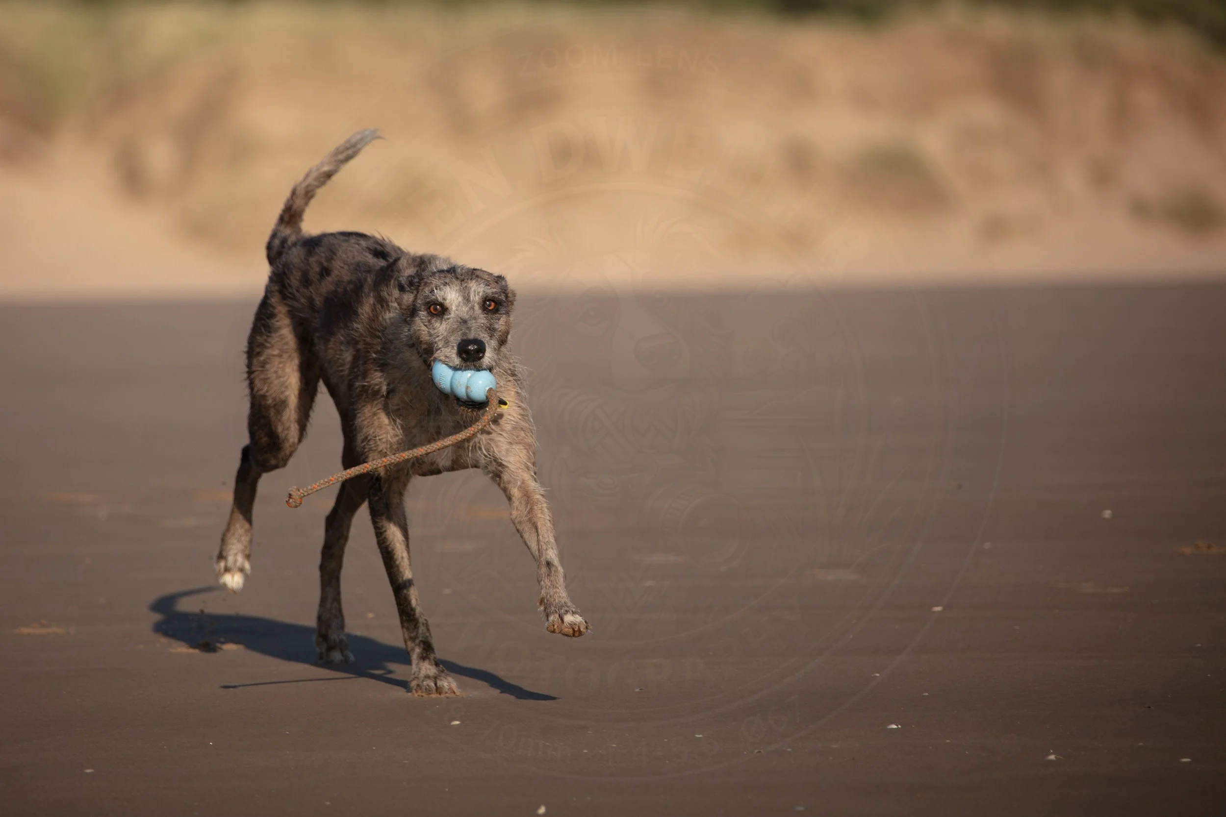 Lurcher.jpg