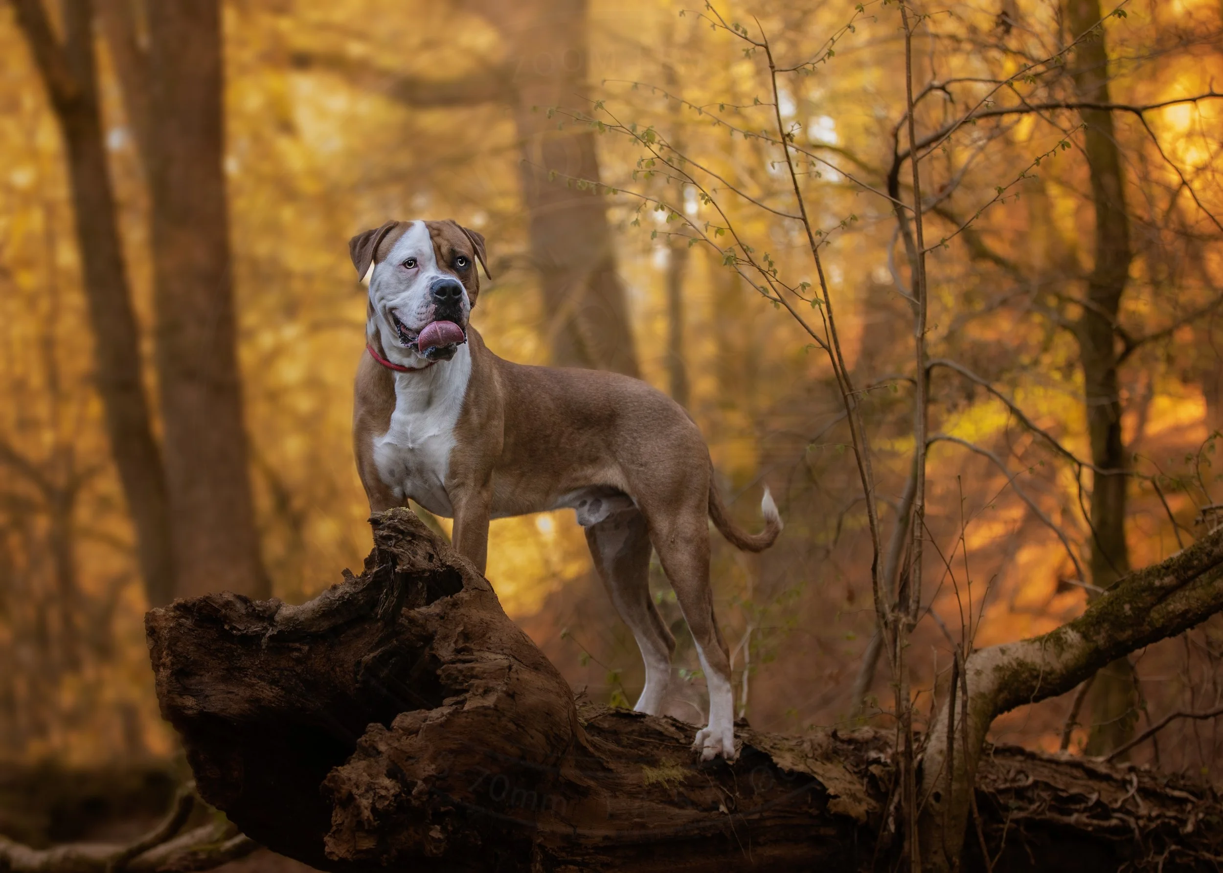 Autumn Pose