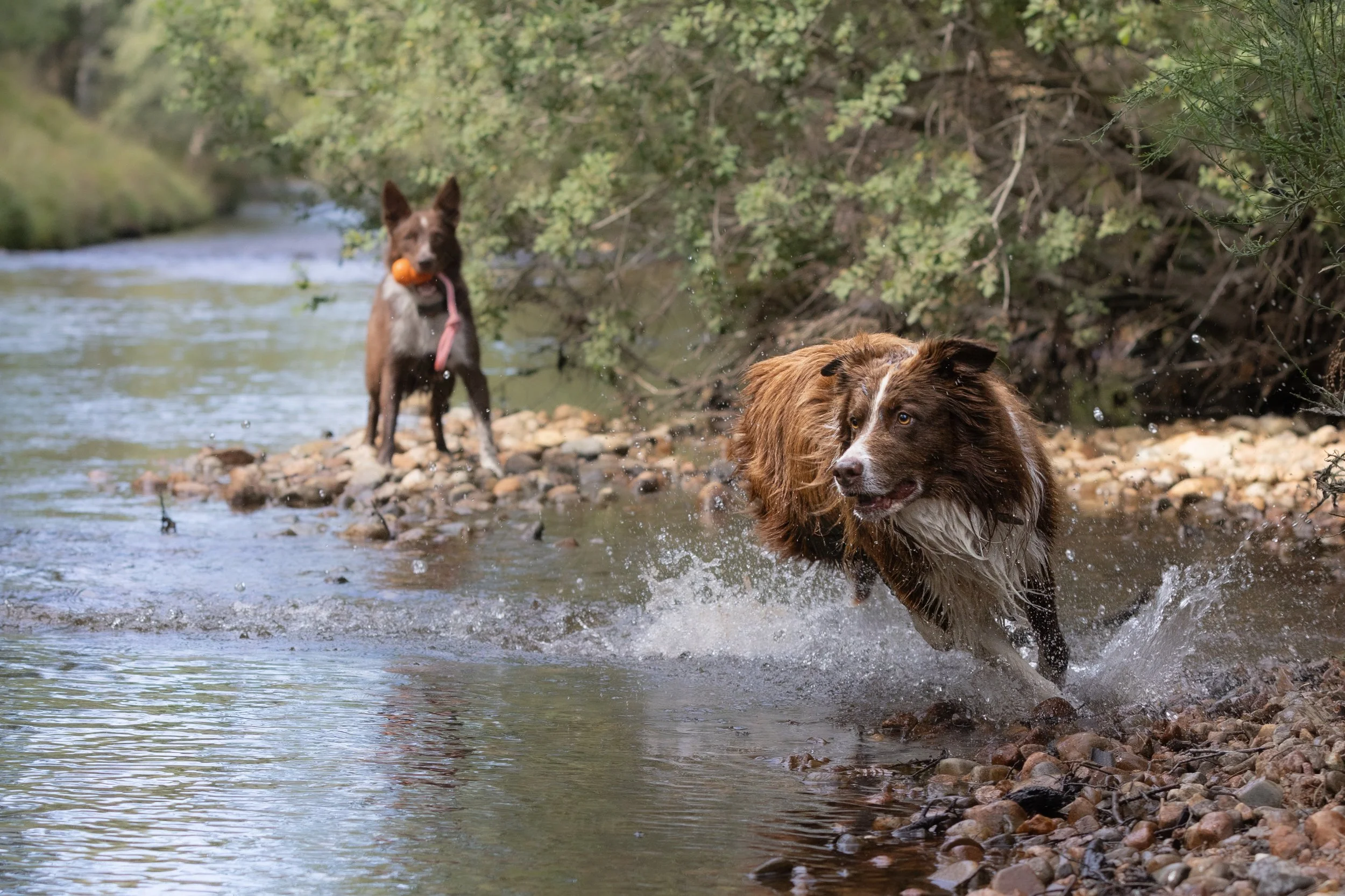 Cairngorm River Run.jpg