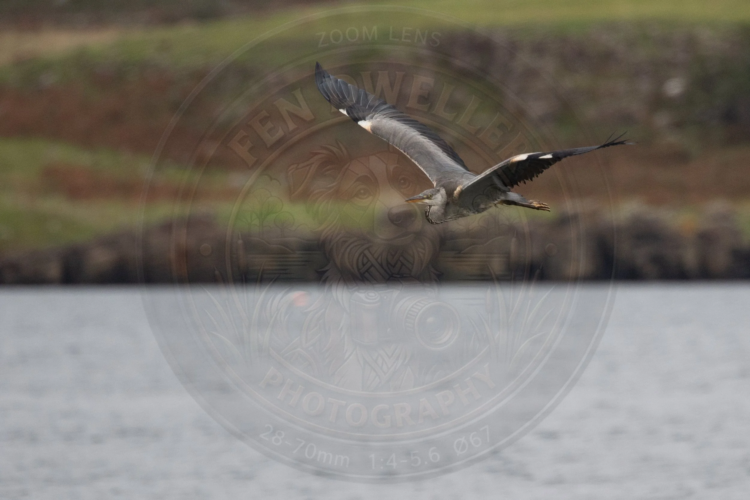 Heron, Mull