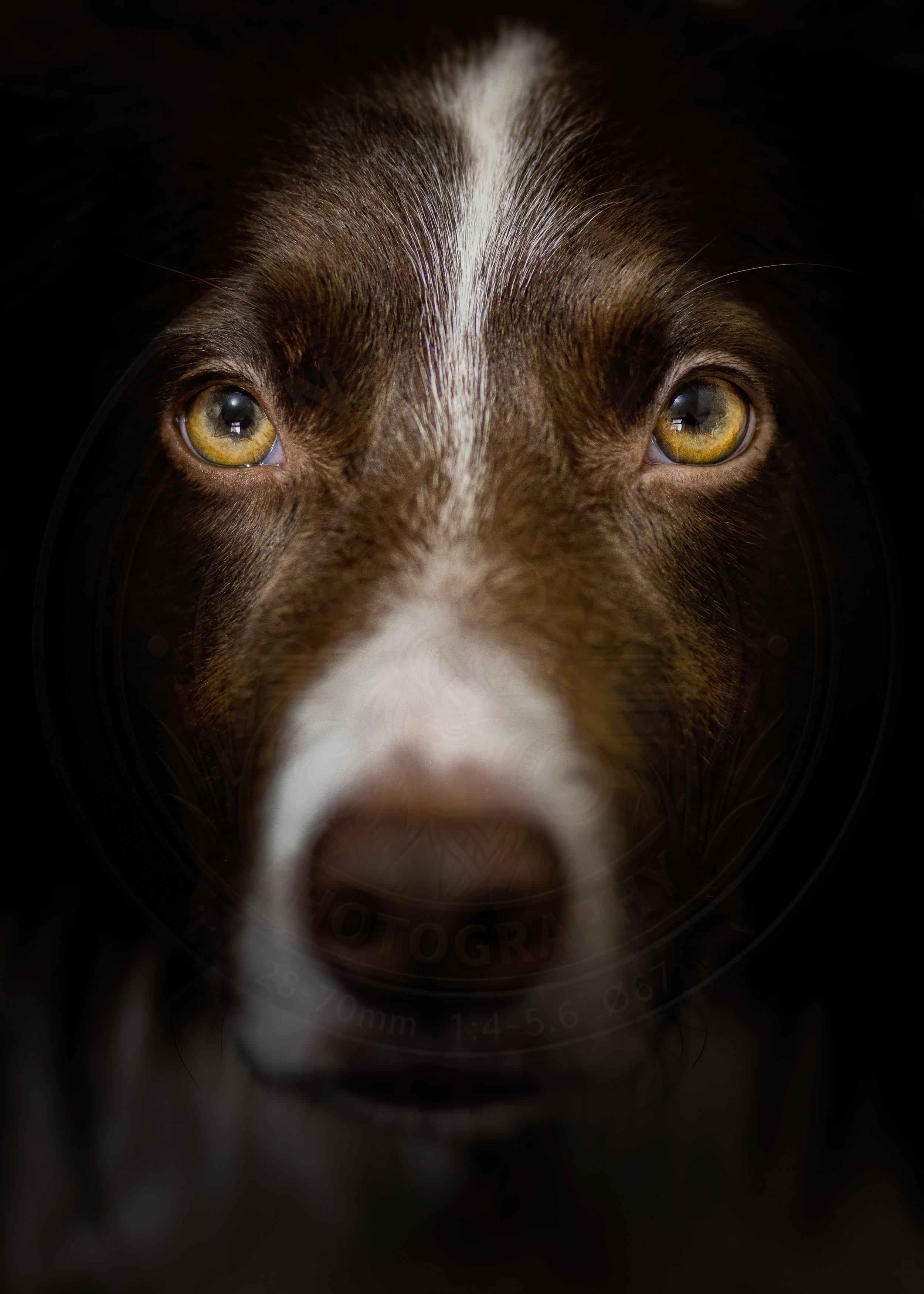 Eyes