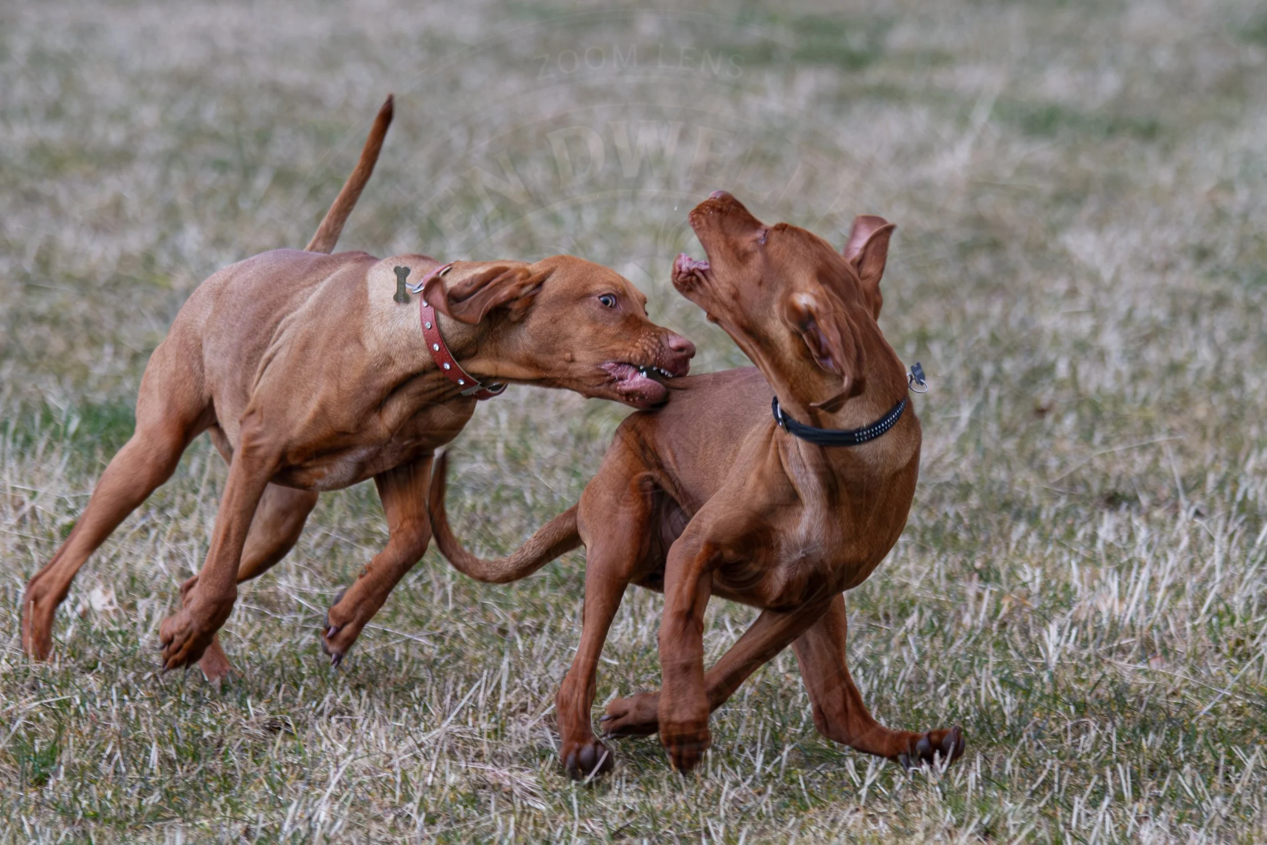 Sibling Play