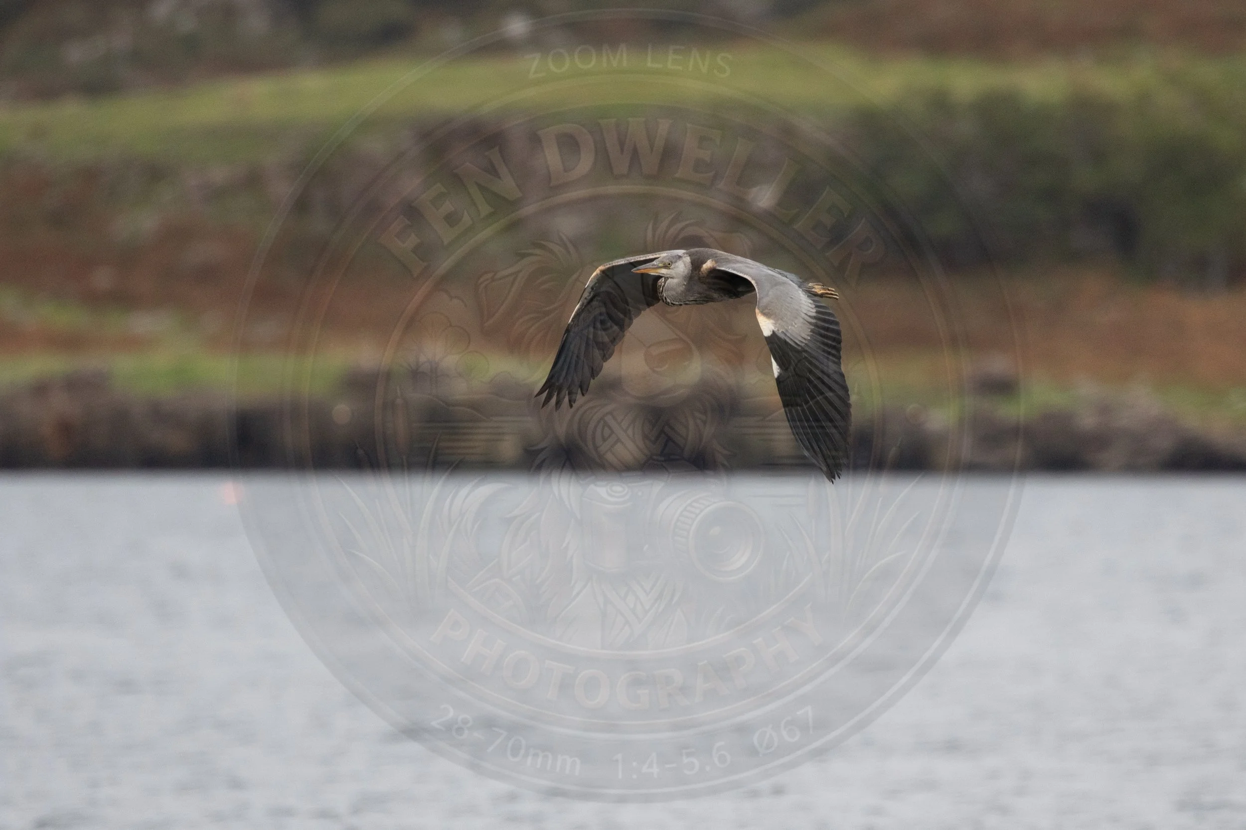 Heron, Mull