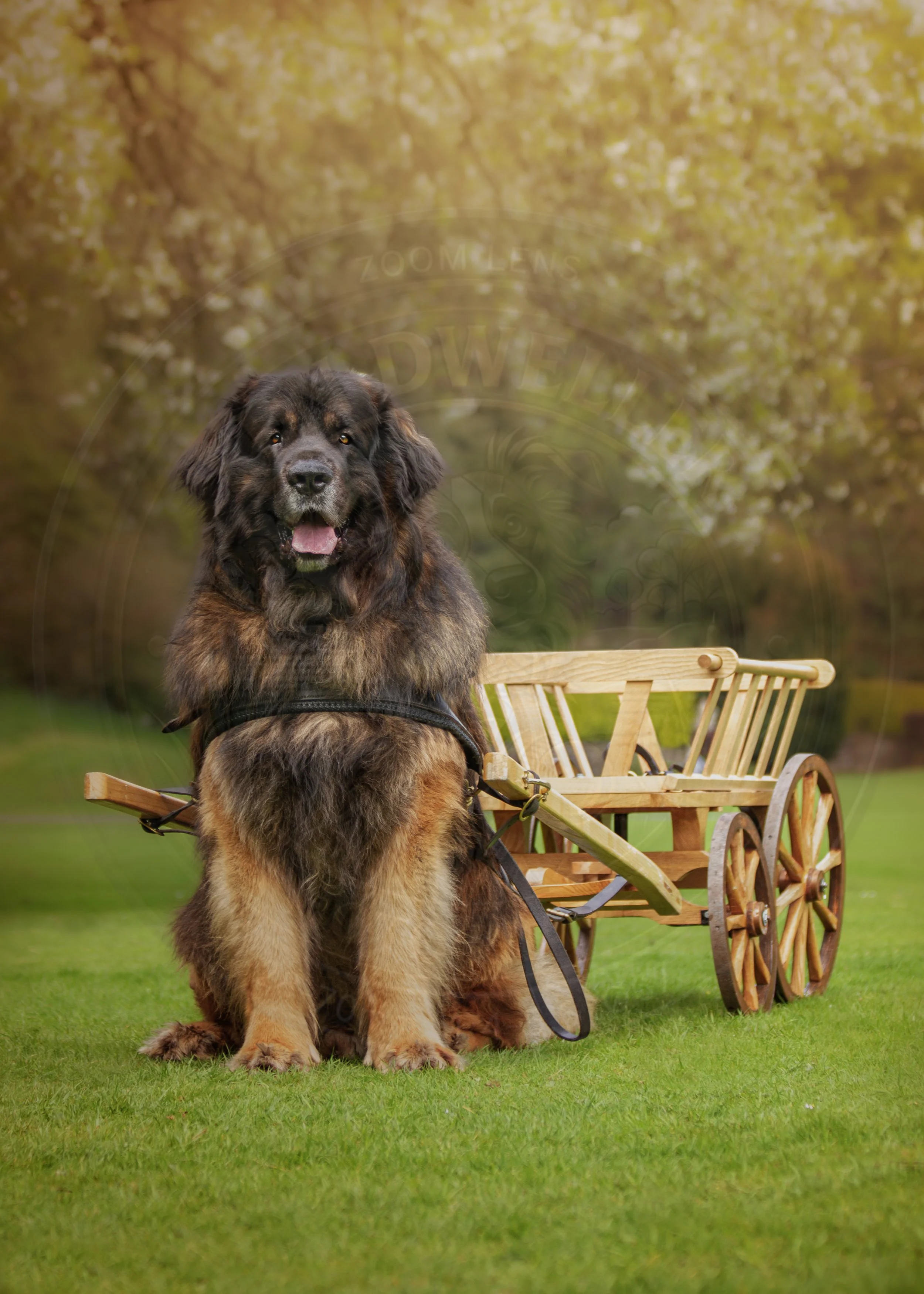 Leonberger Carting.jpg