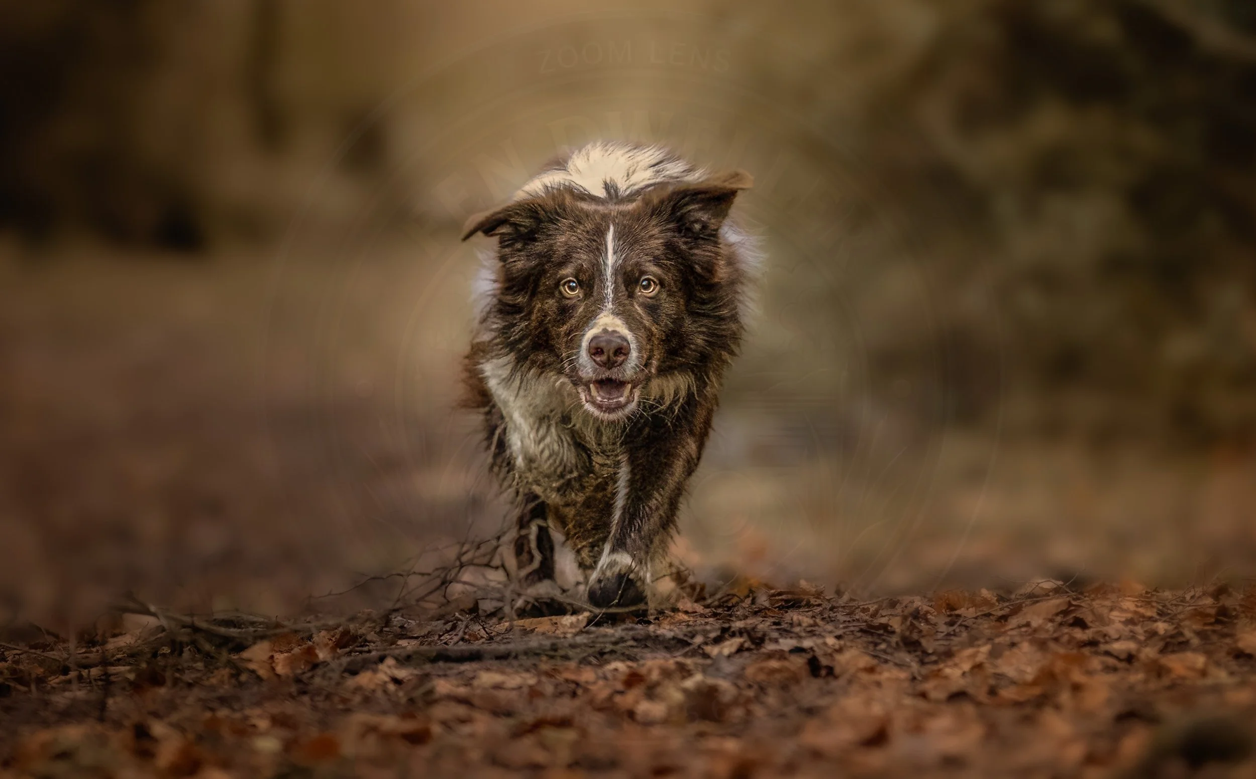 Autumn Run.jpg