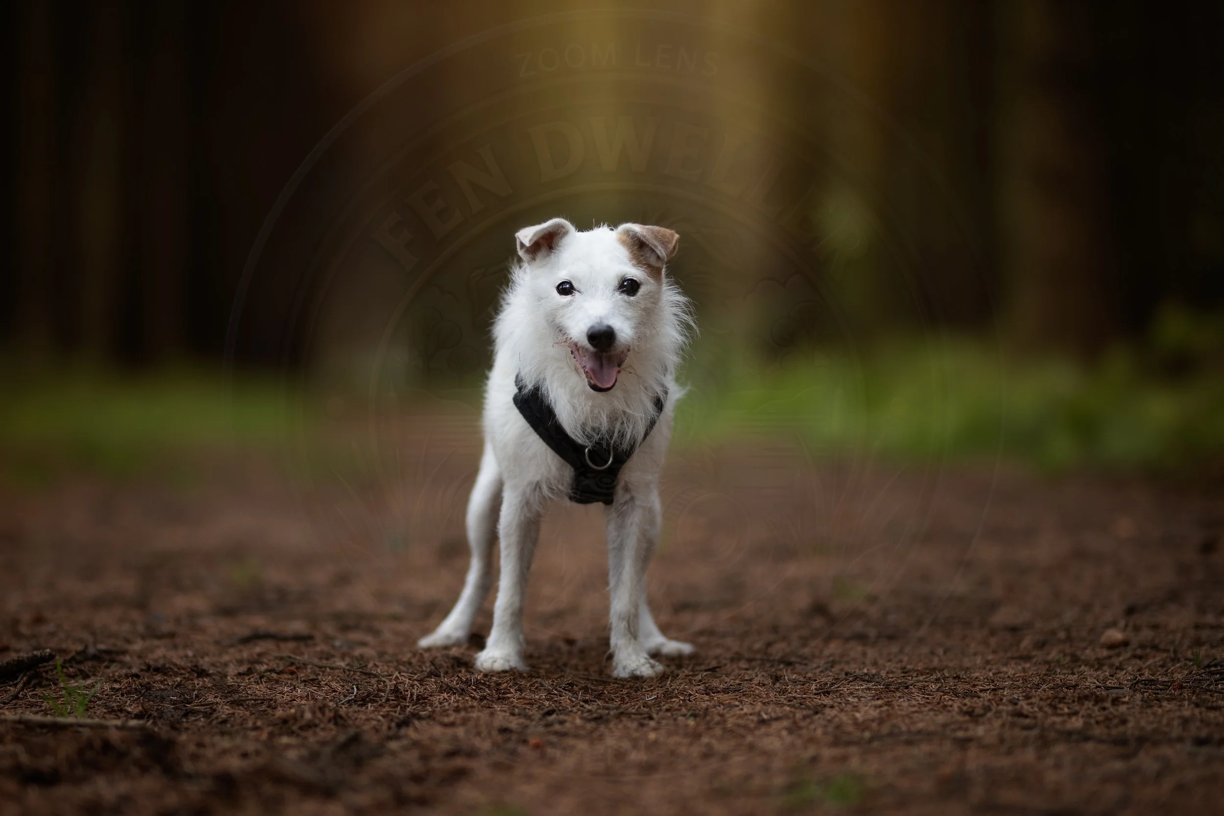 Old Boy