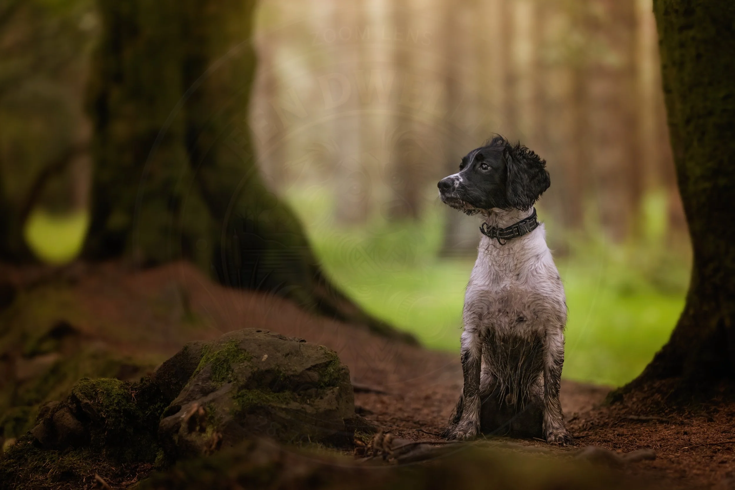 Spaniel