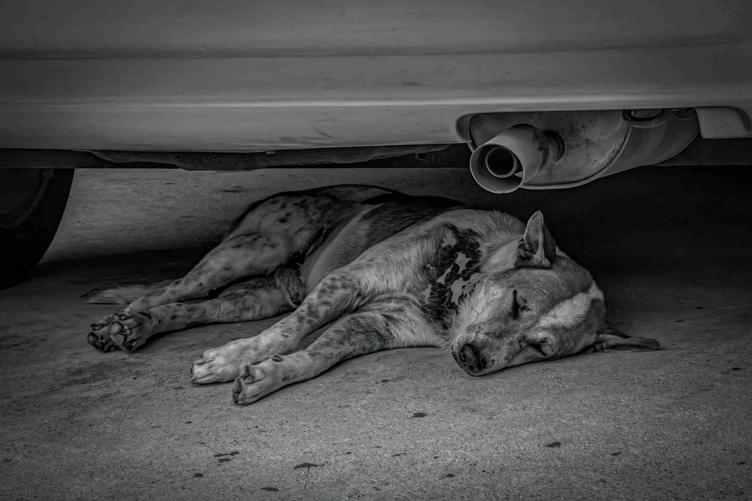 Seeking Shade, Penang
