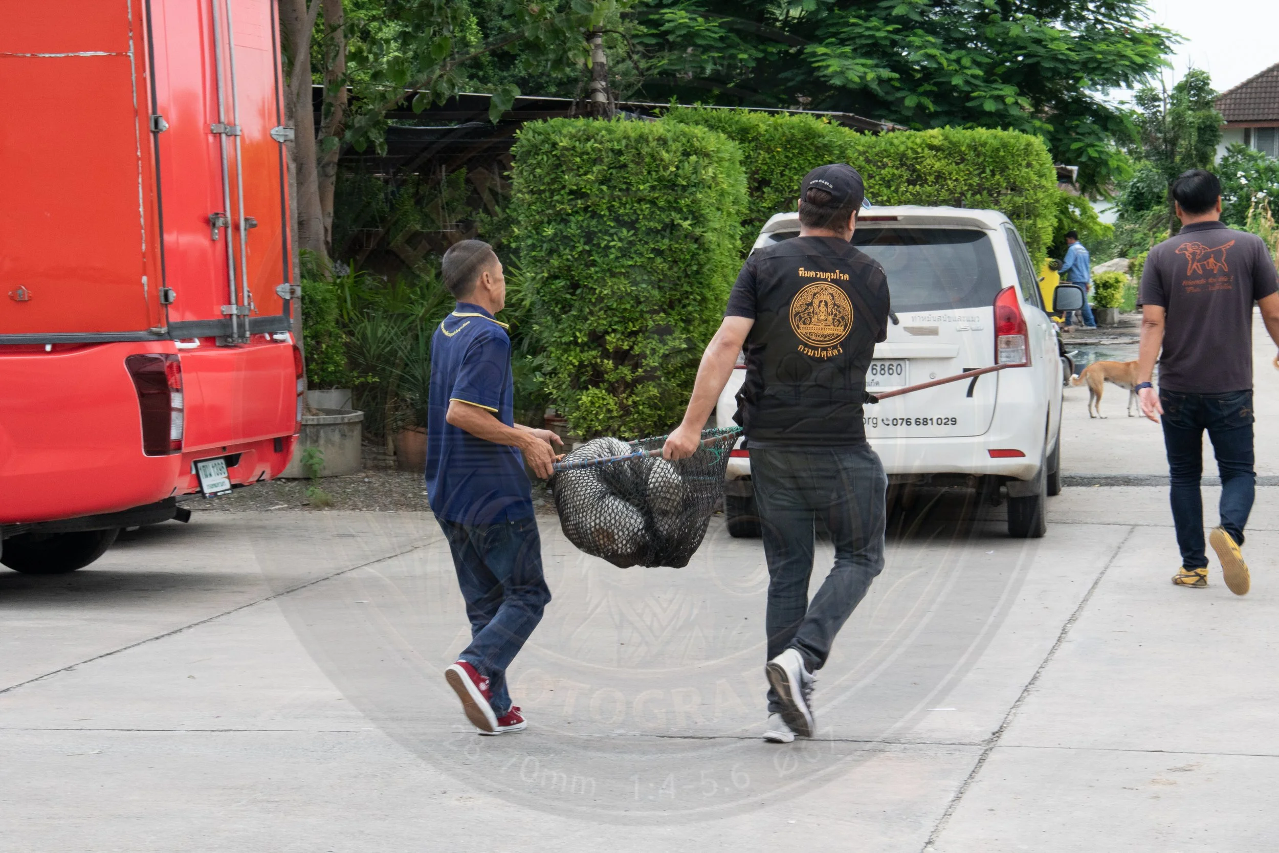 Moving the dog back to vet clinic, Thailand