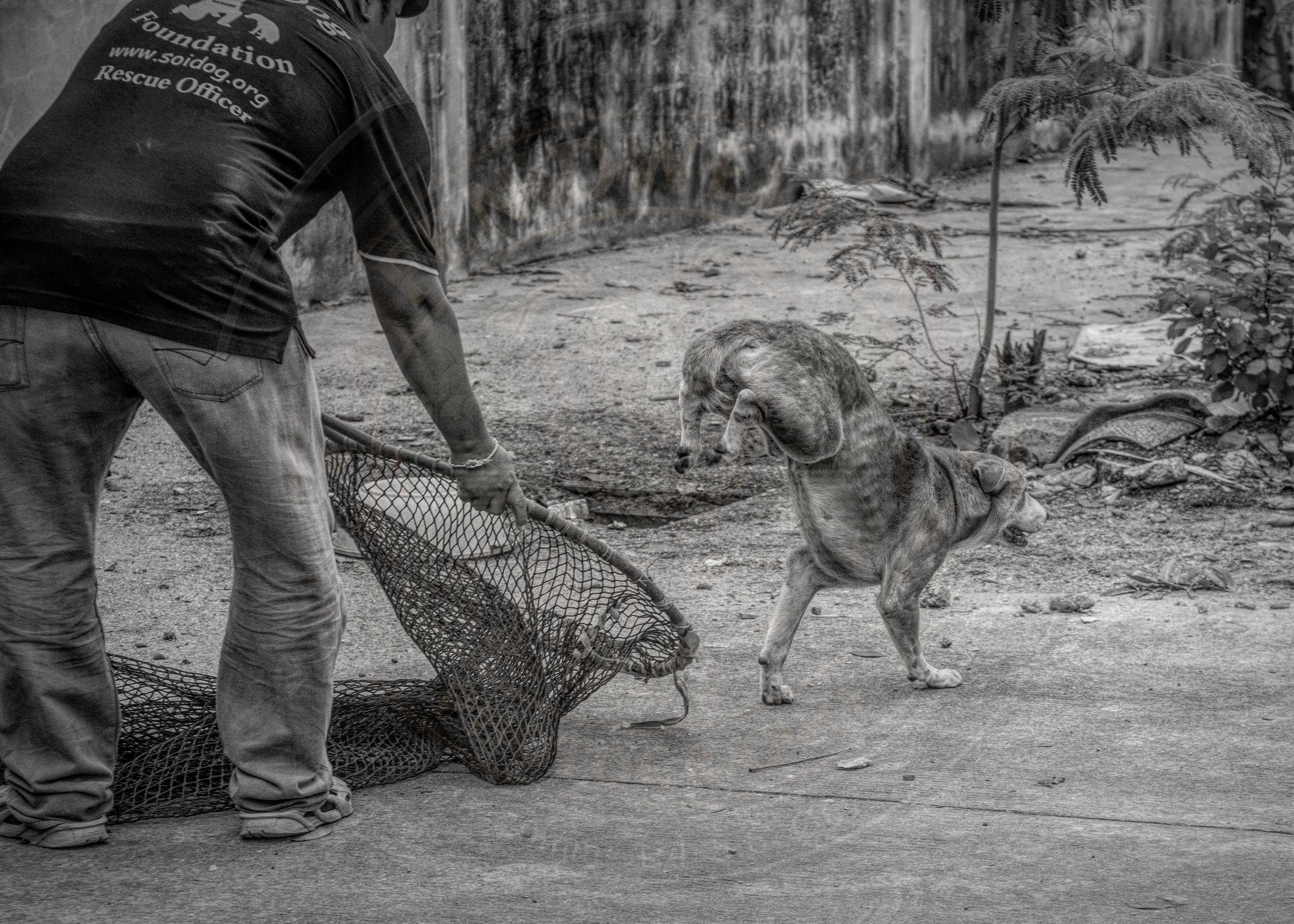 Release, Thailand