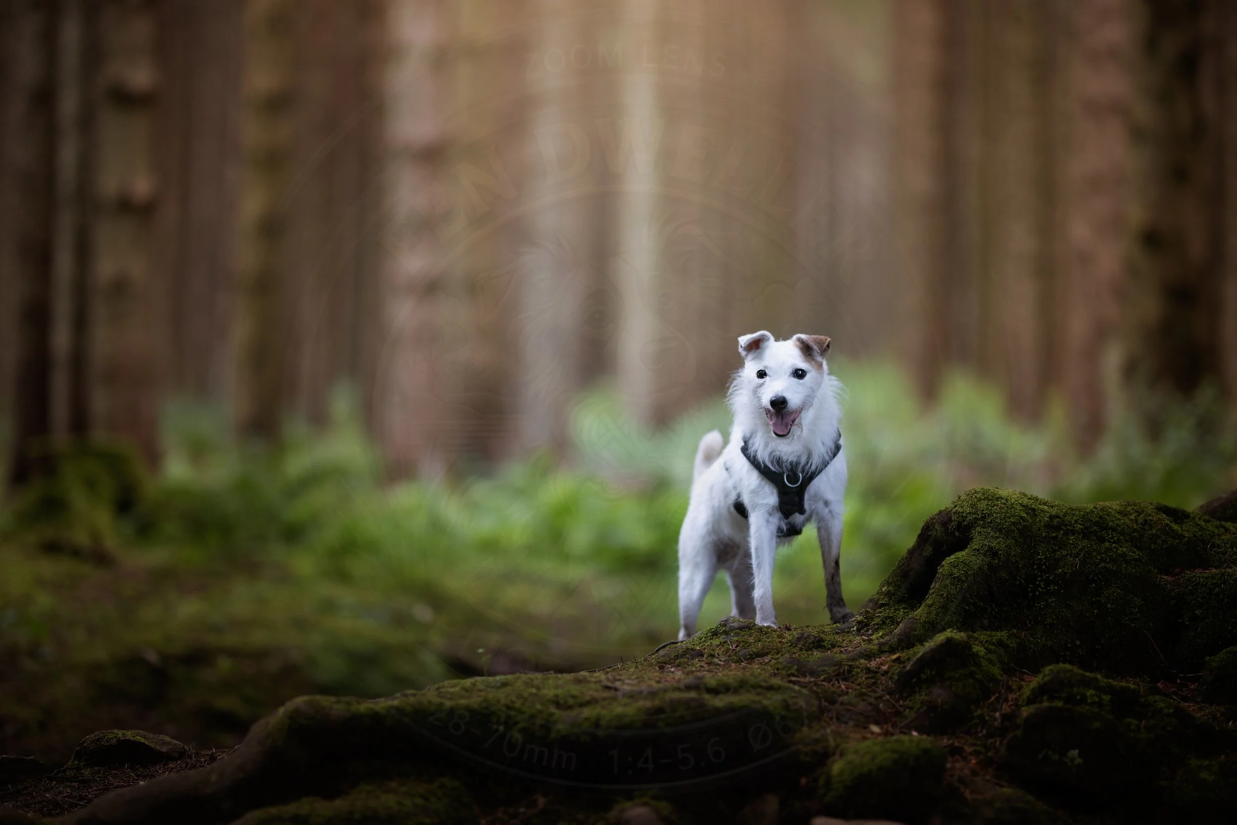 Old Boy