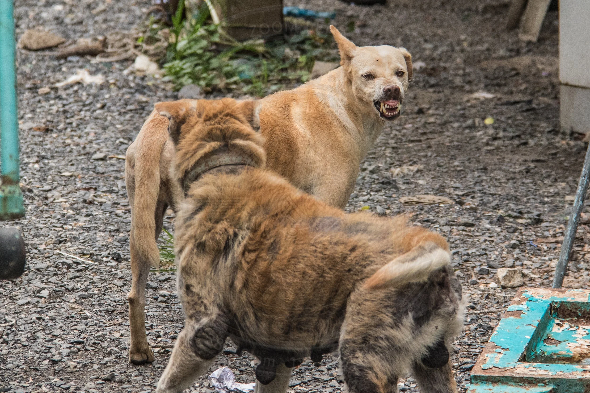 20180711-VI7A3357.jpg