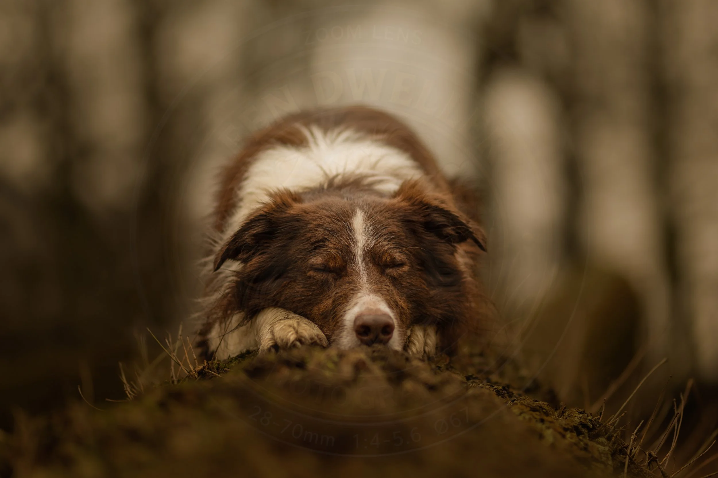 Log Nap