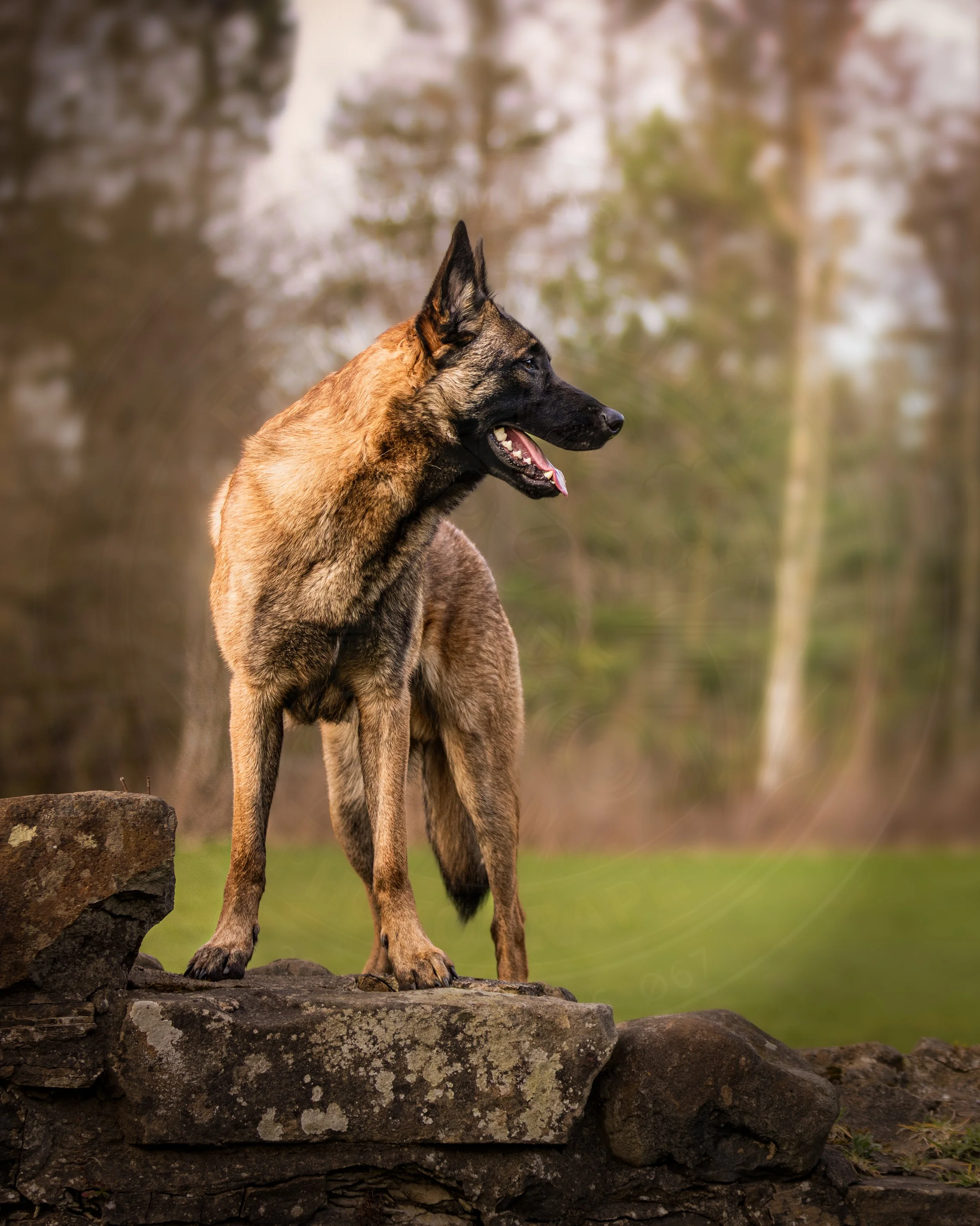 Malinois 1.jpg