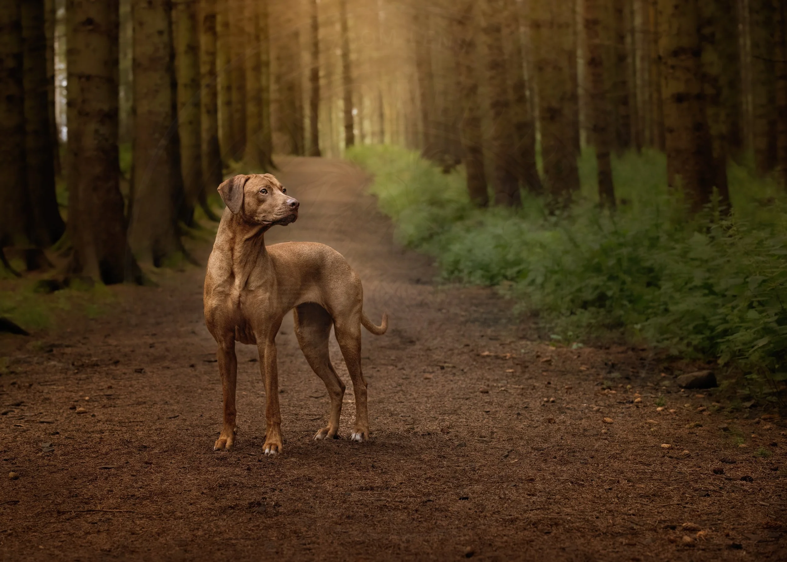 Woodland