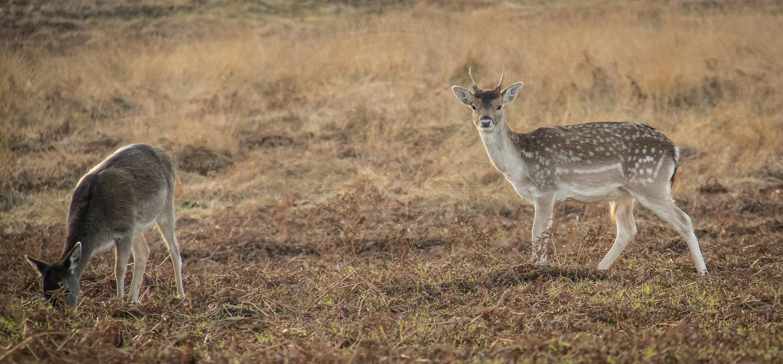 Fallow Deer