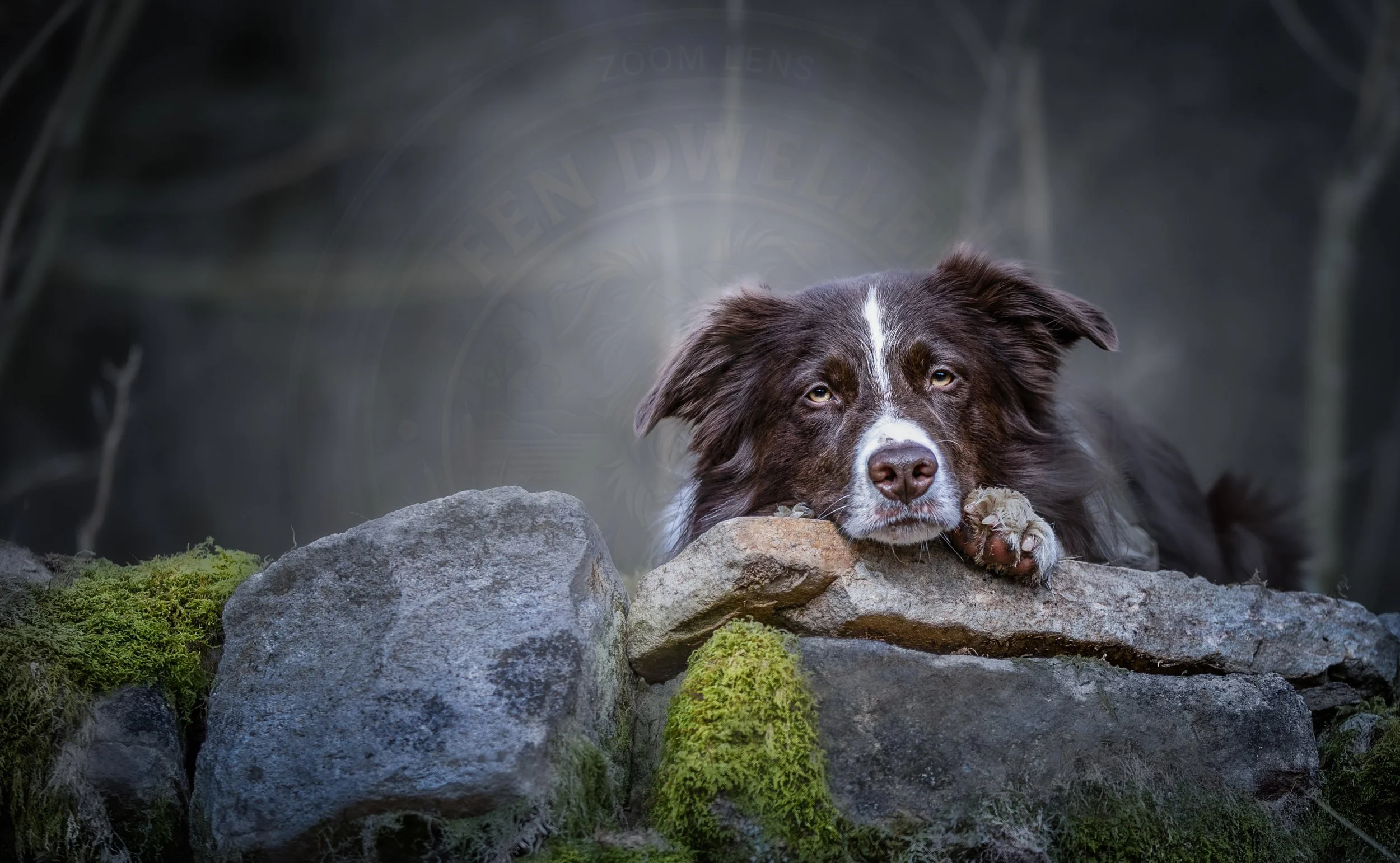 Head on Rock.jpg