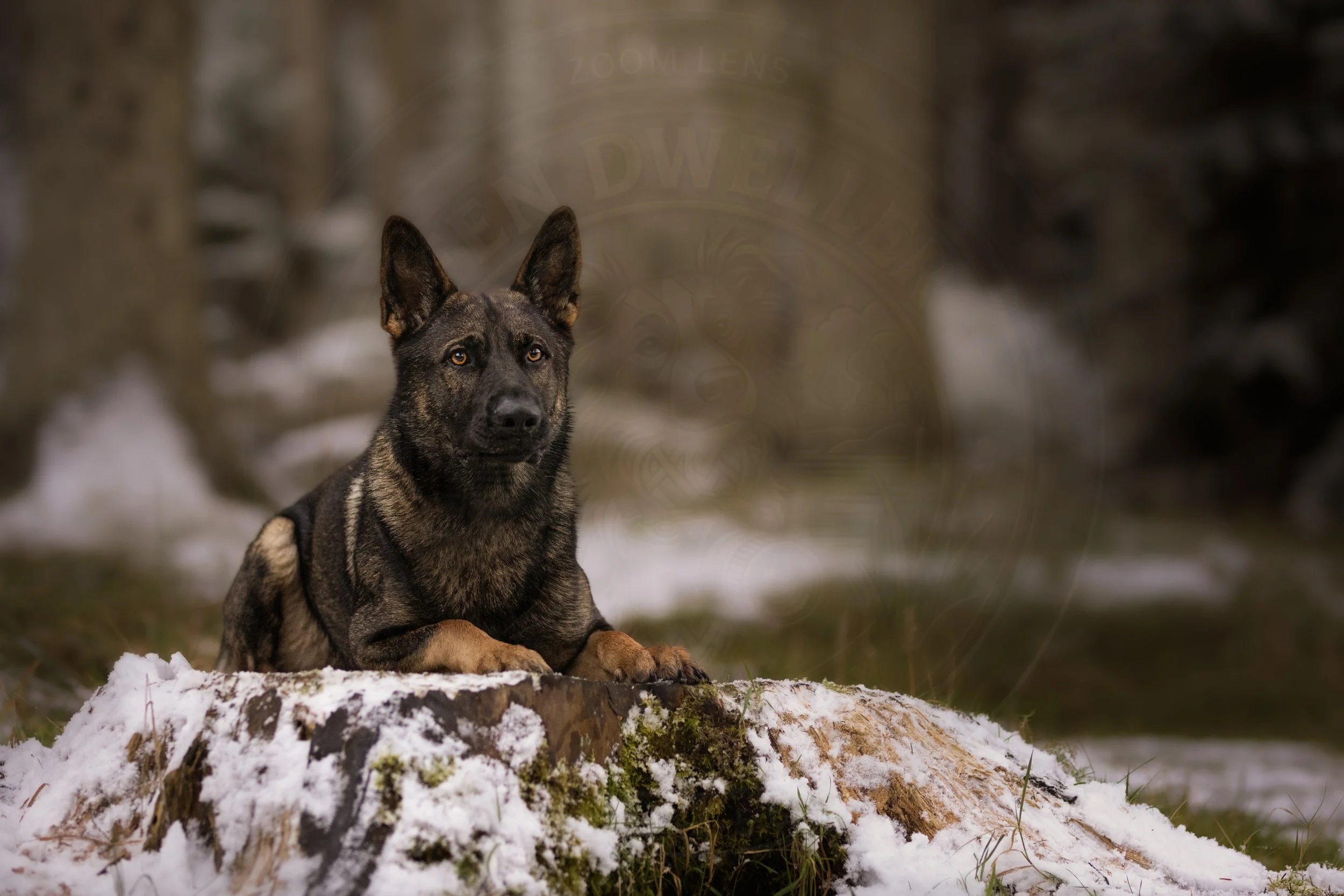 20231203-_N3A1326-Edit-Edit.jpg