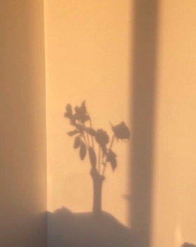 Sombra de árbol proyectada sobre pared color beige — detalle de luz natural en proyecto de arquitectura