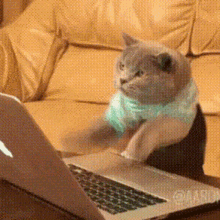 Gray cat wearing a light blue shirt using a laptop on a mustard colored couch.