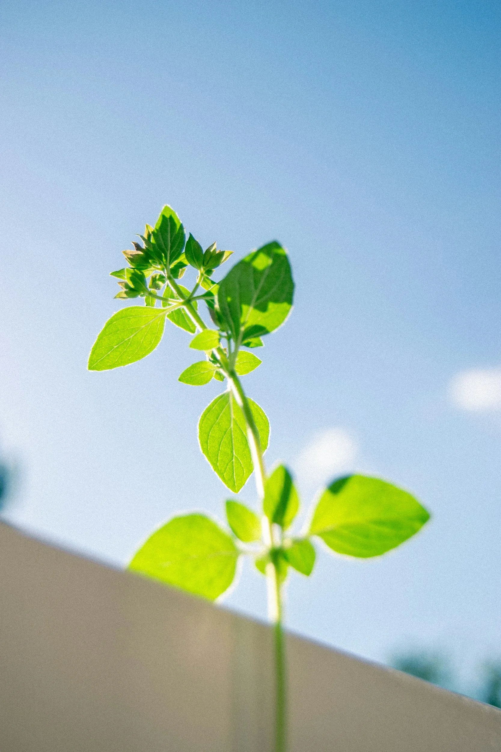 Close-up of a green plant with multiple leaves against a sky background.