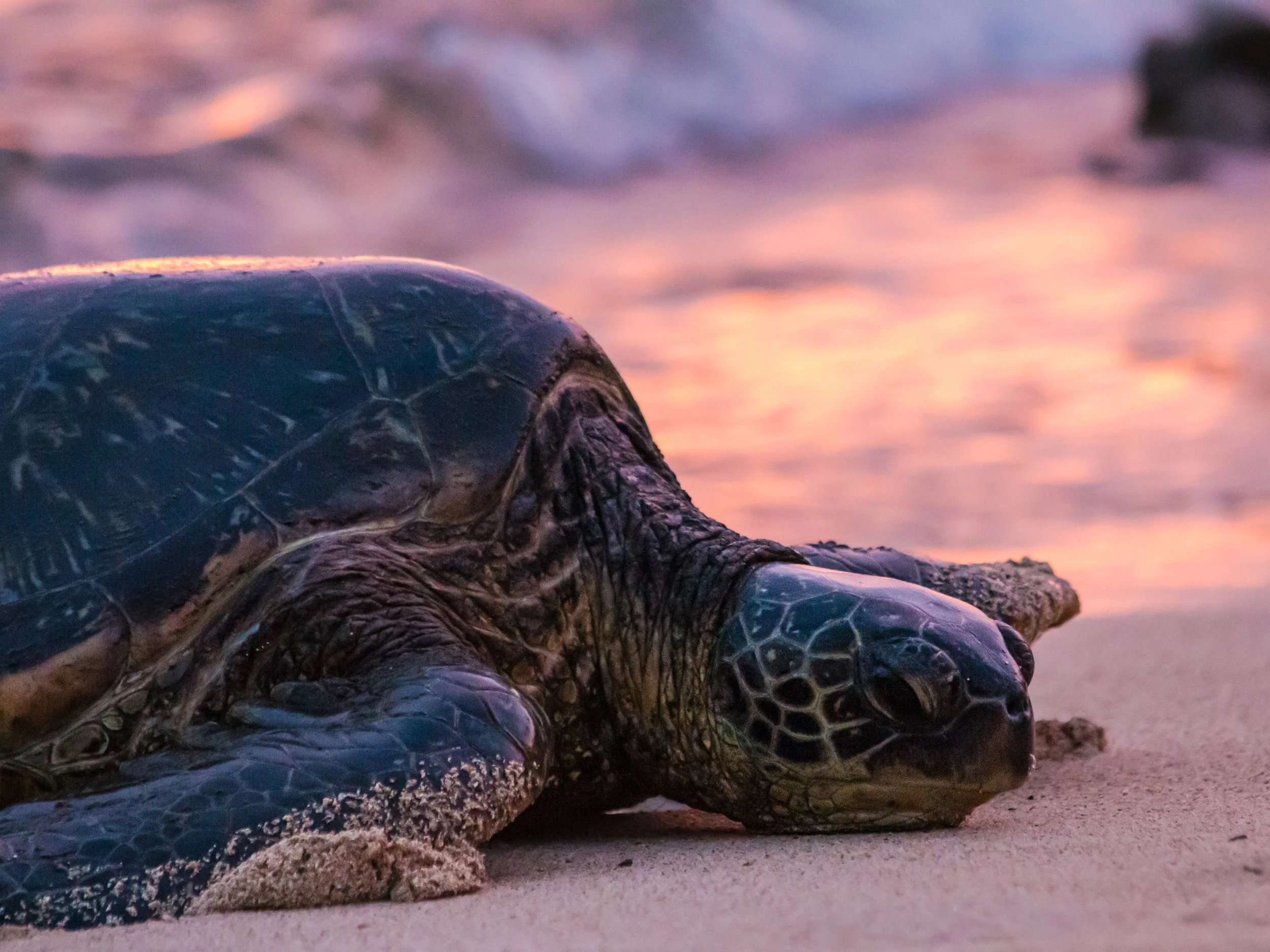 Turtle_IMG_2487.jpg