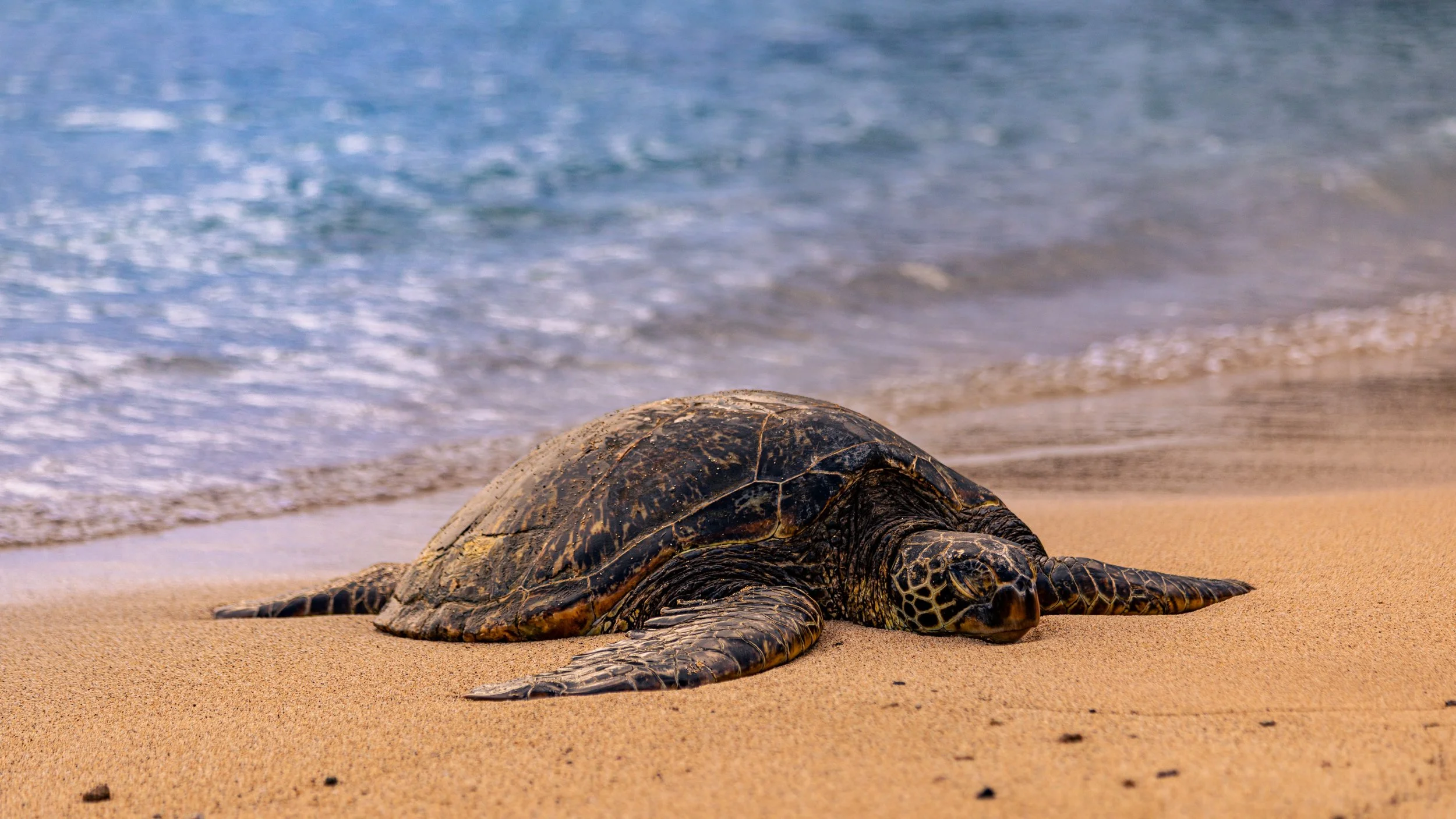 Turtle_8V3A6279.jpg