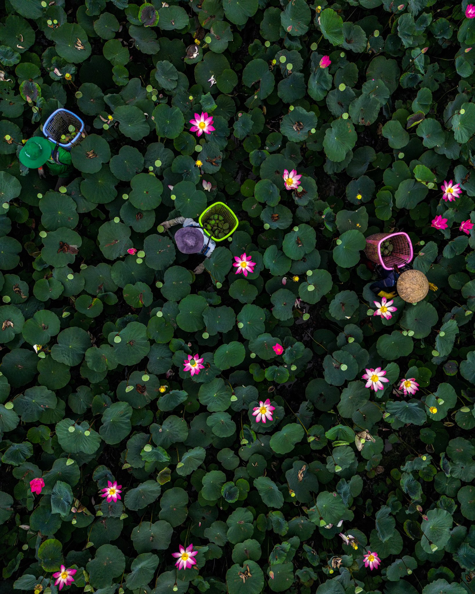 DJI_0245.jpg